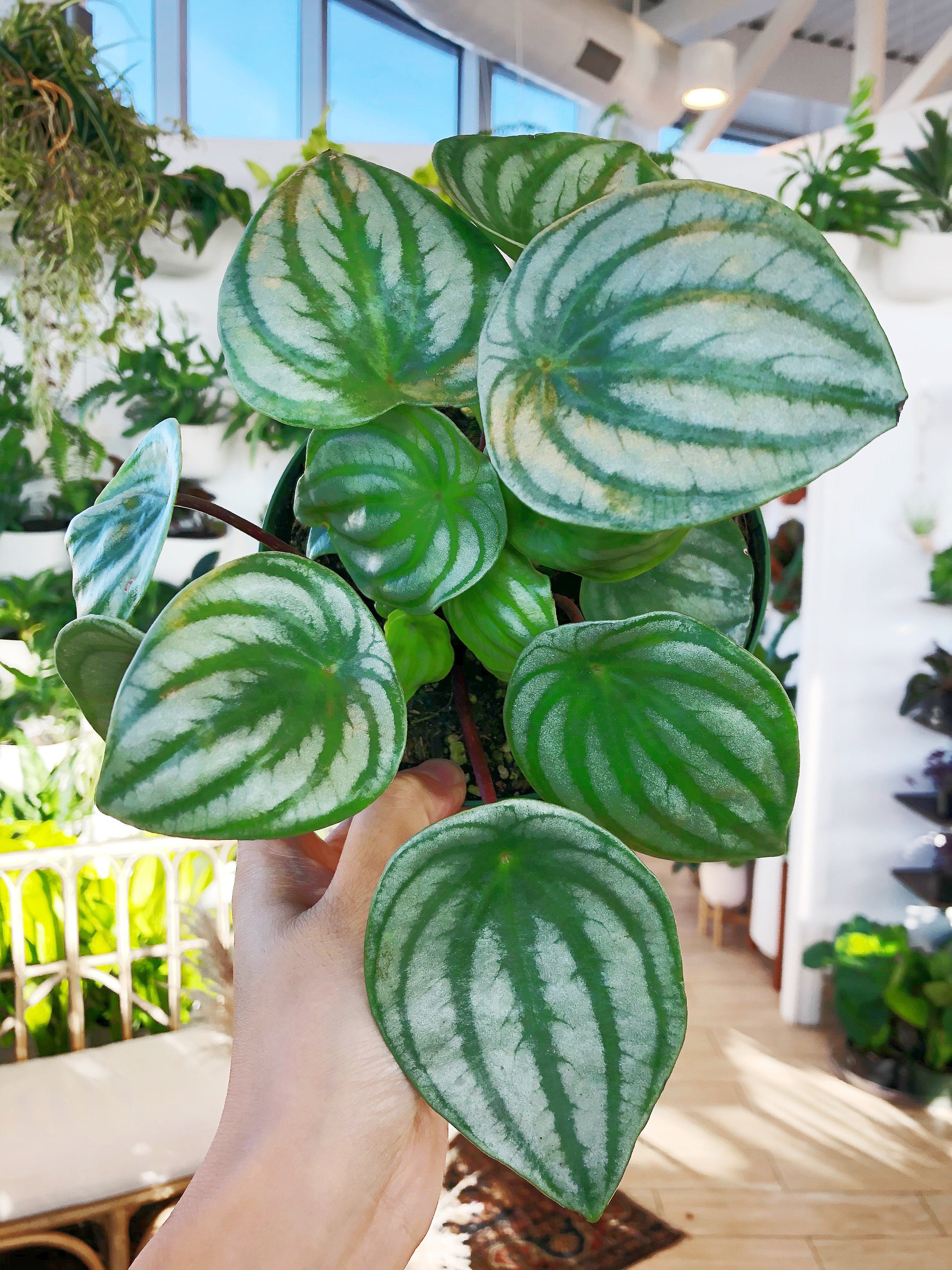 Peperomia argyreia variegated/スイカ ペペロニア⑤ Peperomia