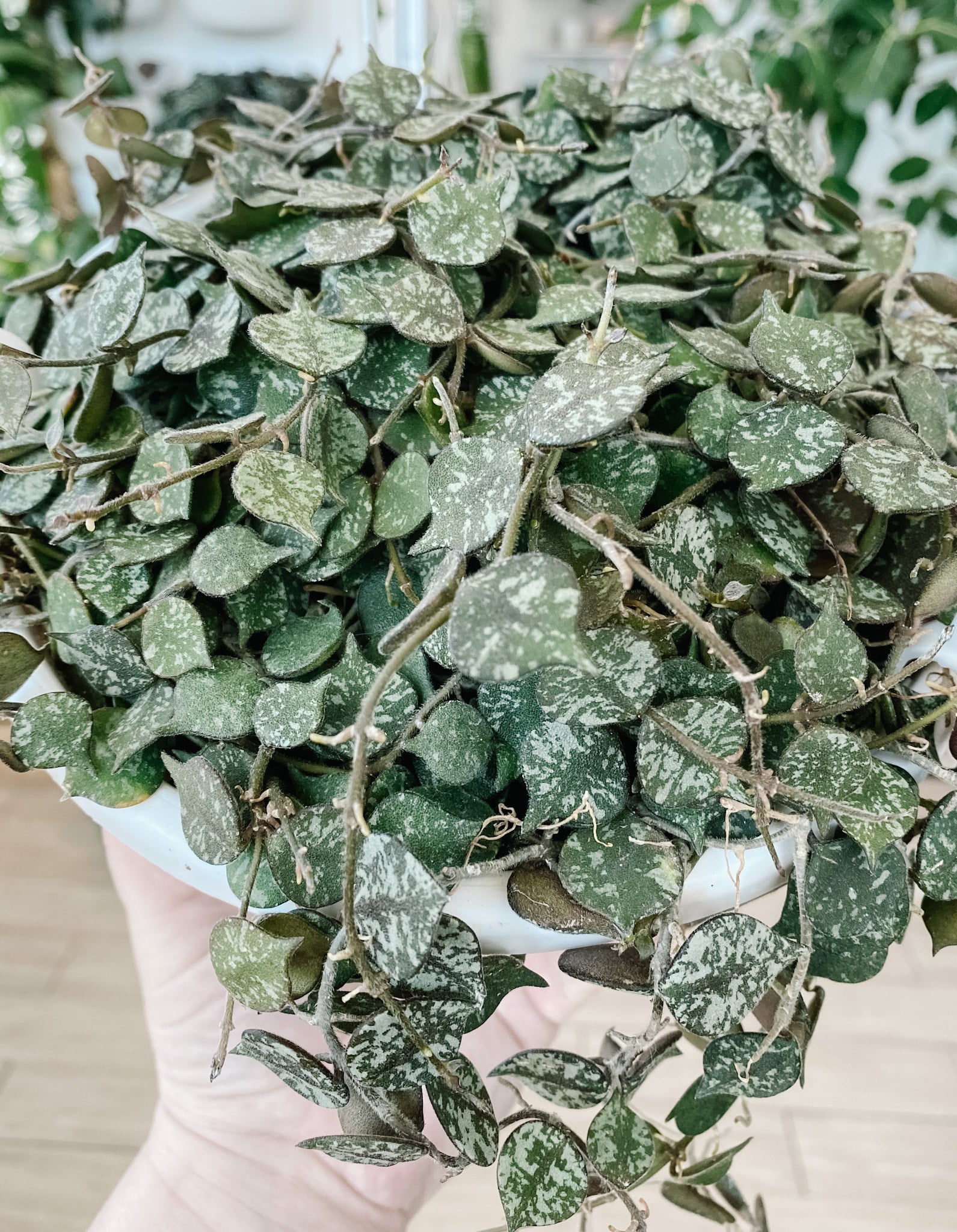 Hoya Curtisii (Tiny Leaf Wax Plant) | Botaniful