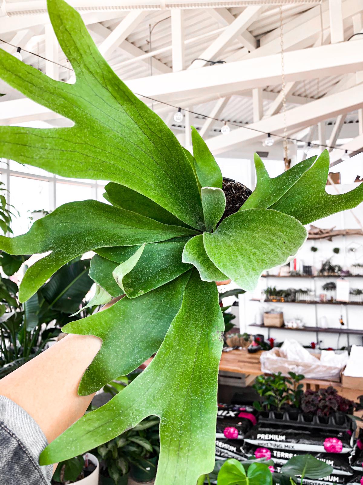 Fern Staghorn Bifurcatum | Botaniful