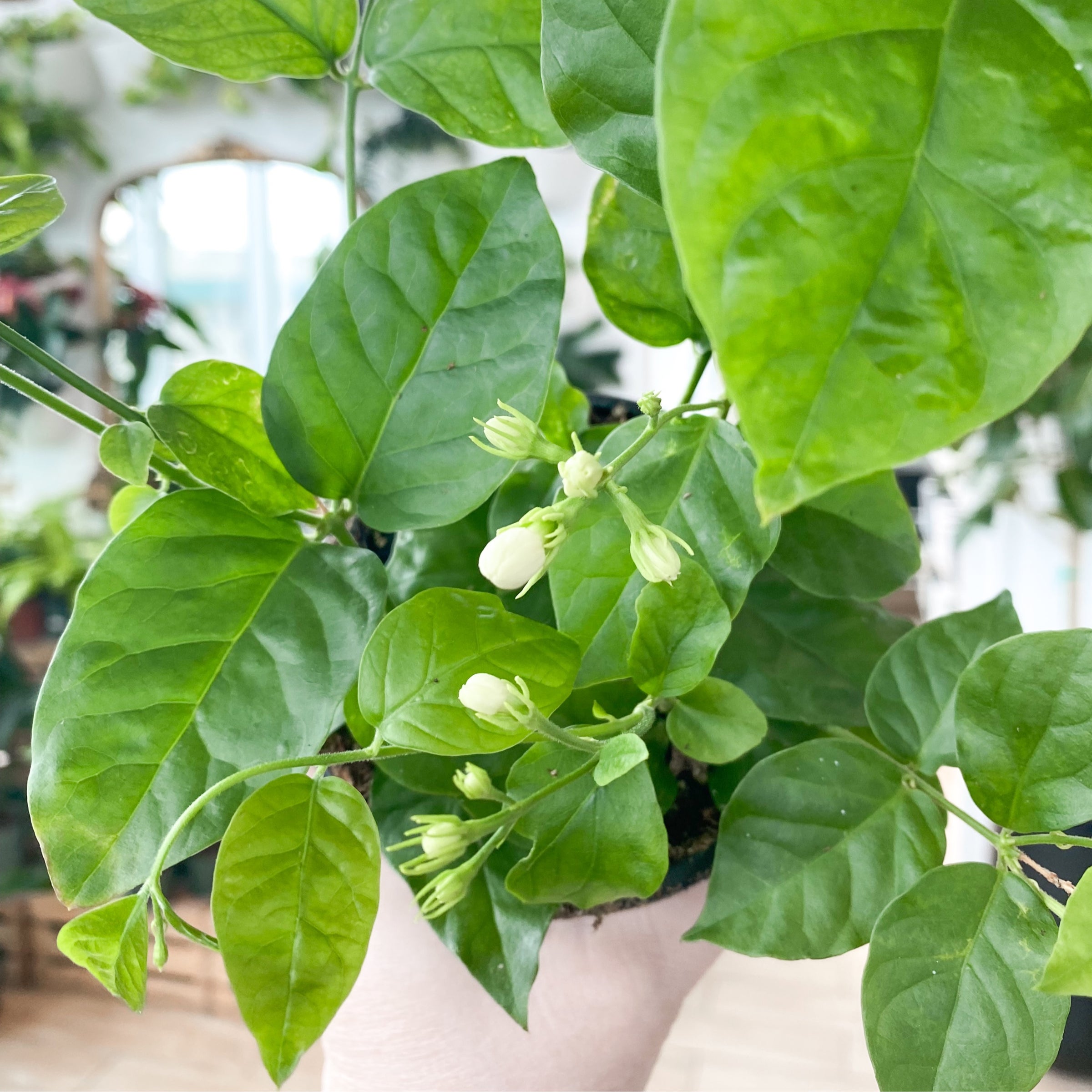 Jasmine Sambac (Arabian Jasmine) | Botaniful