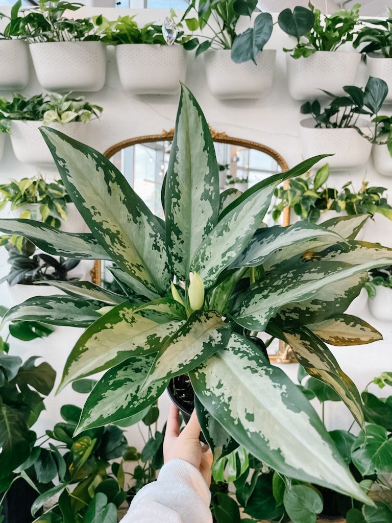 Aglaonema Jubilee (Chinese Evergreen)