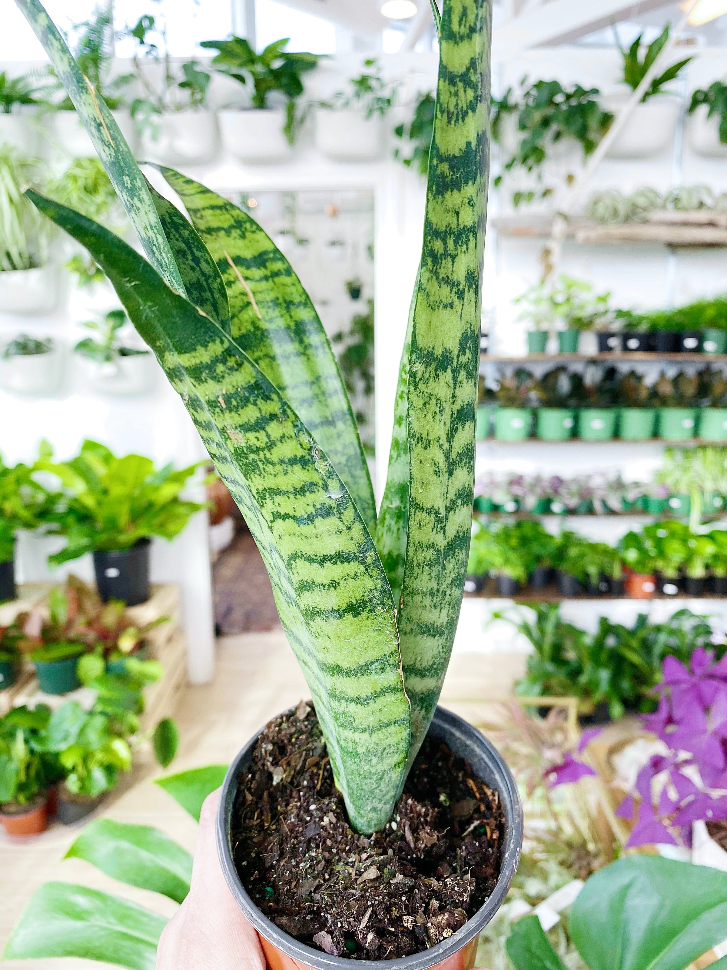 Sansevieria Zeylanica (Snake Plant) | Botaniful