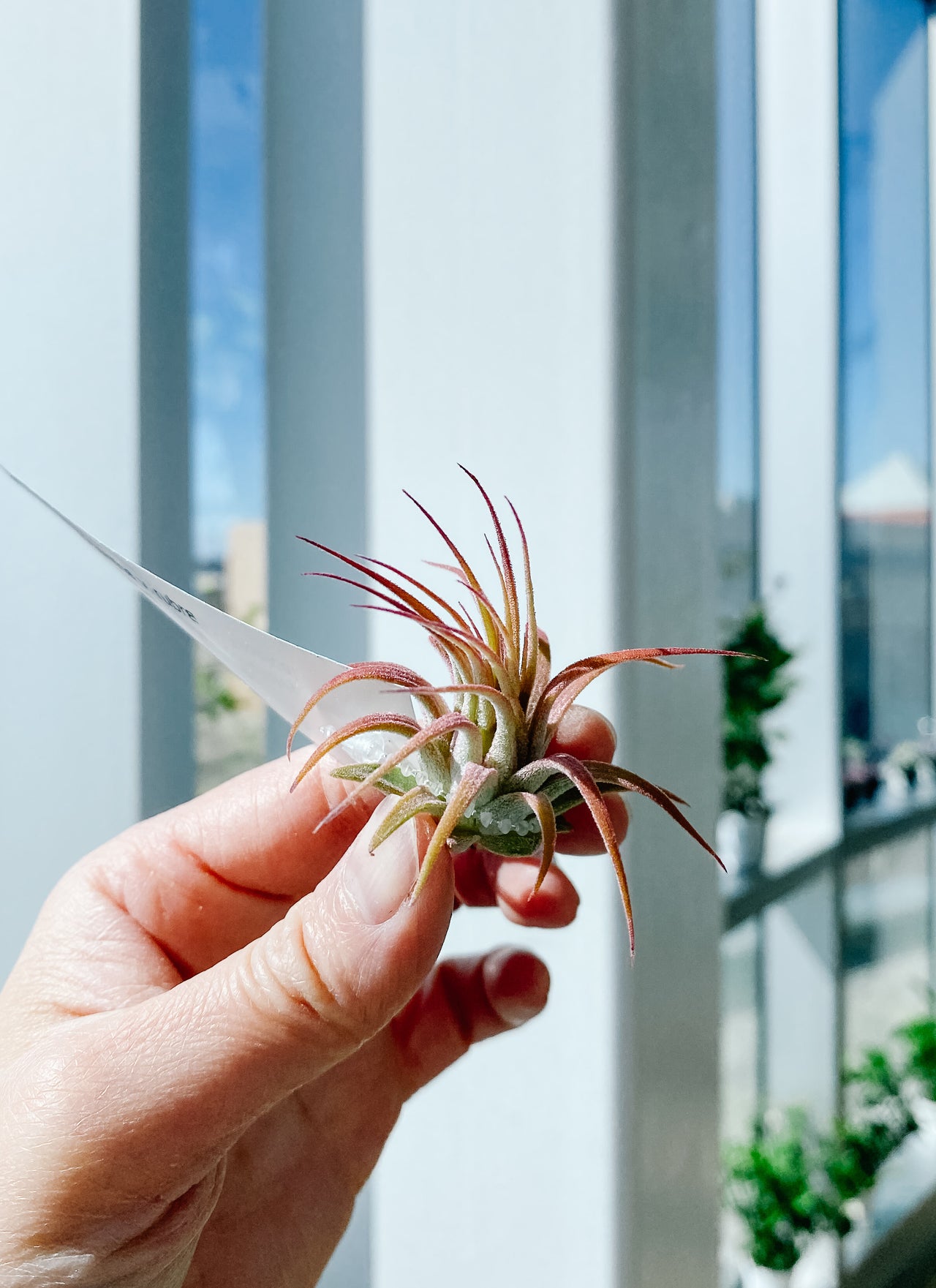 Air Plants | Botaniful