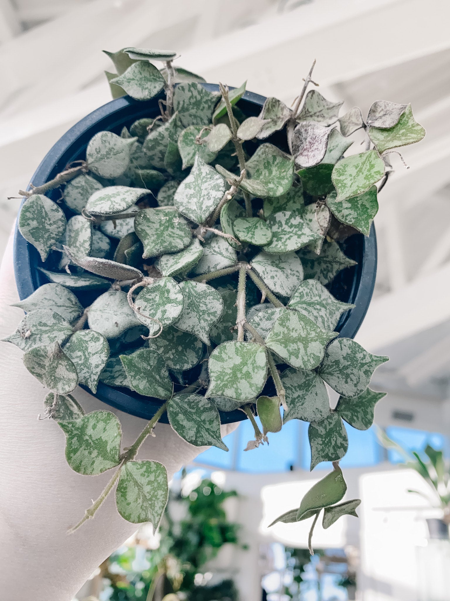 Hoya Curtisii (Tiny Leaf Wax Plant) | Botaniful