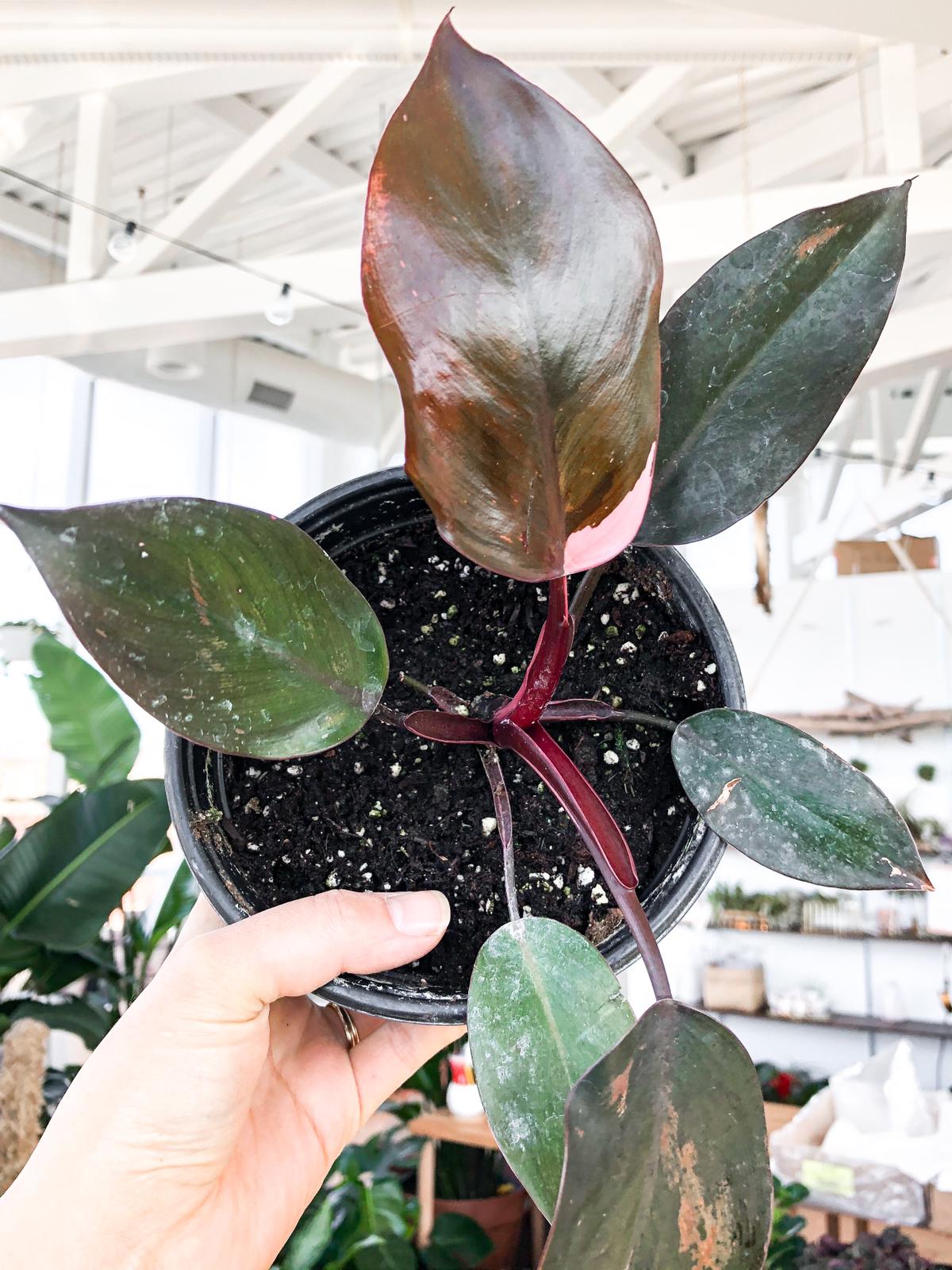 P.Pink Princess Spore 7203 Buy Philodendron Pink Princess Plant