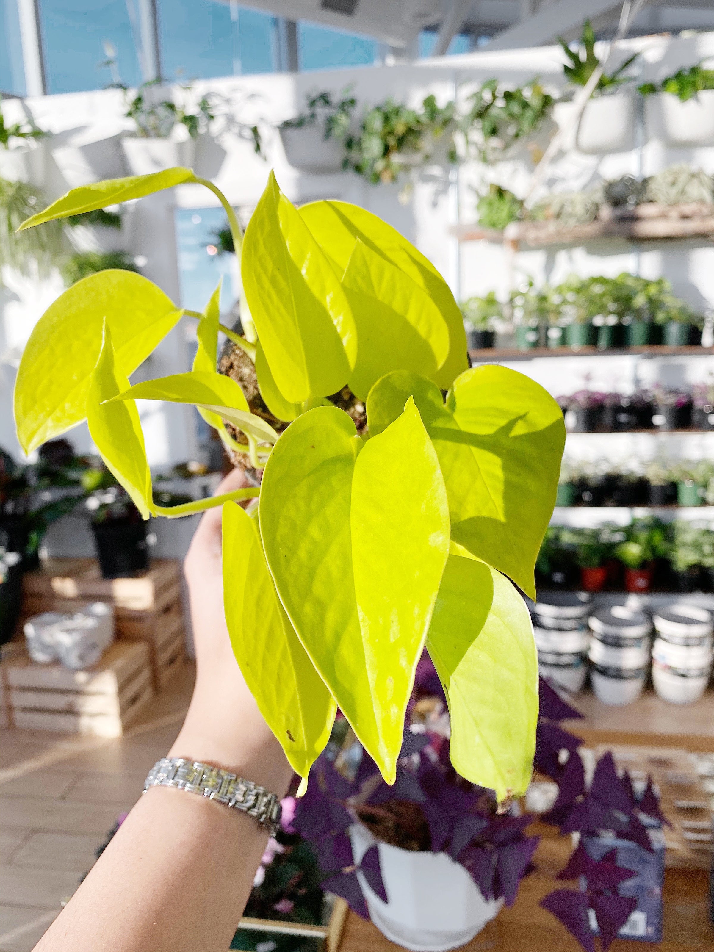 Pothos Neon (Epipremnum Aureum) | Botaniful