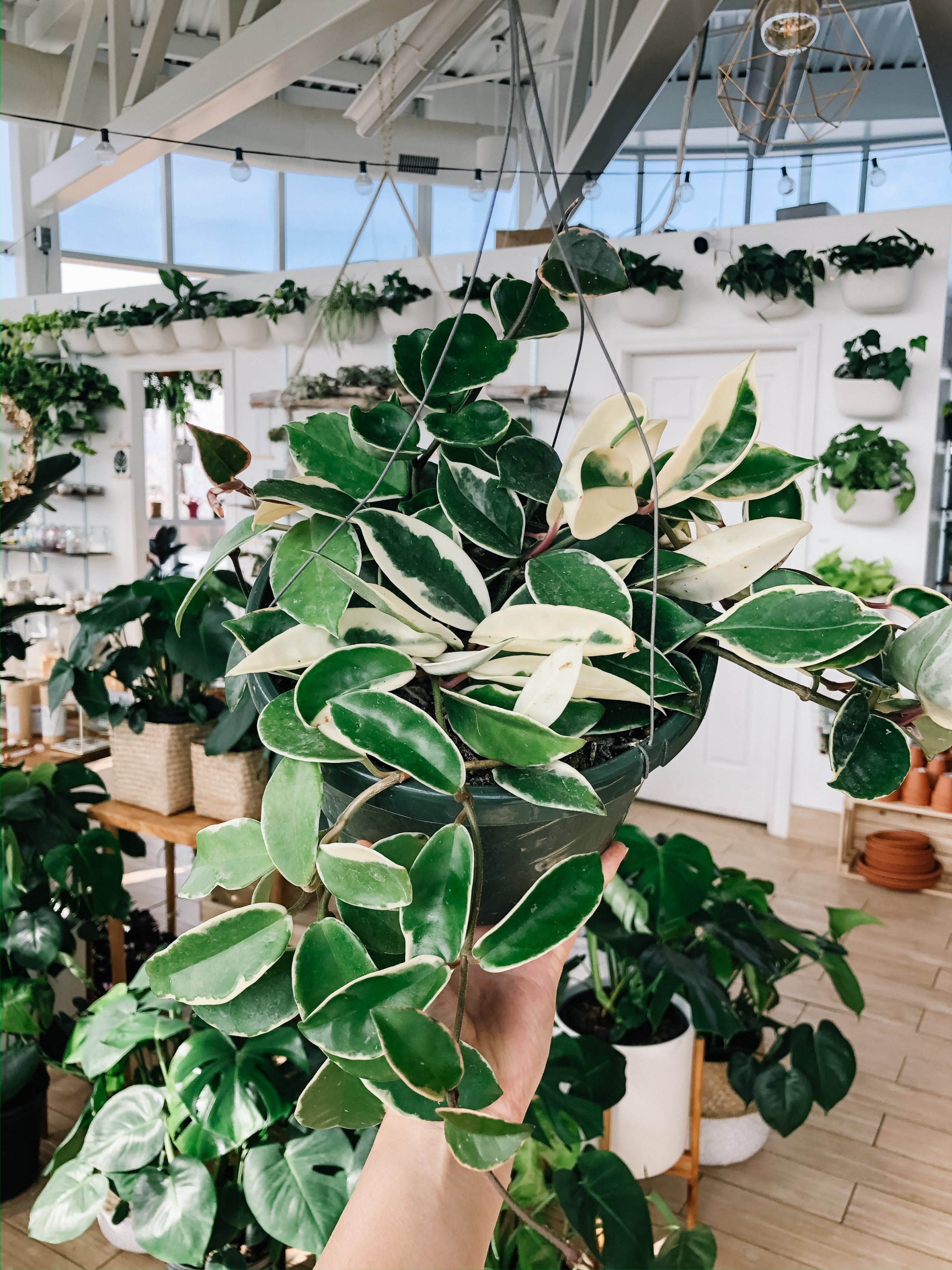Hoya Carnosa Krimson Queen (Tricolor / Rubra) | Botaniful