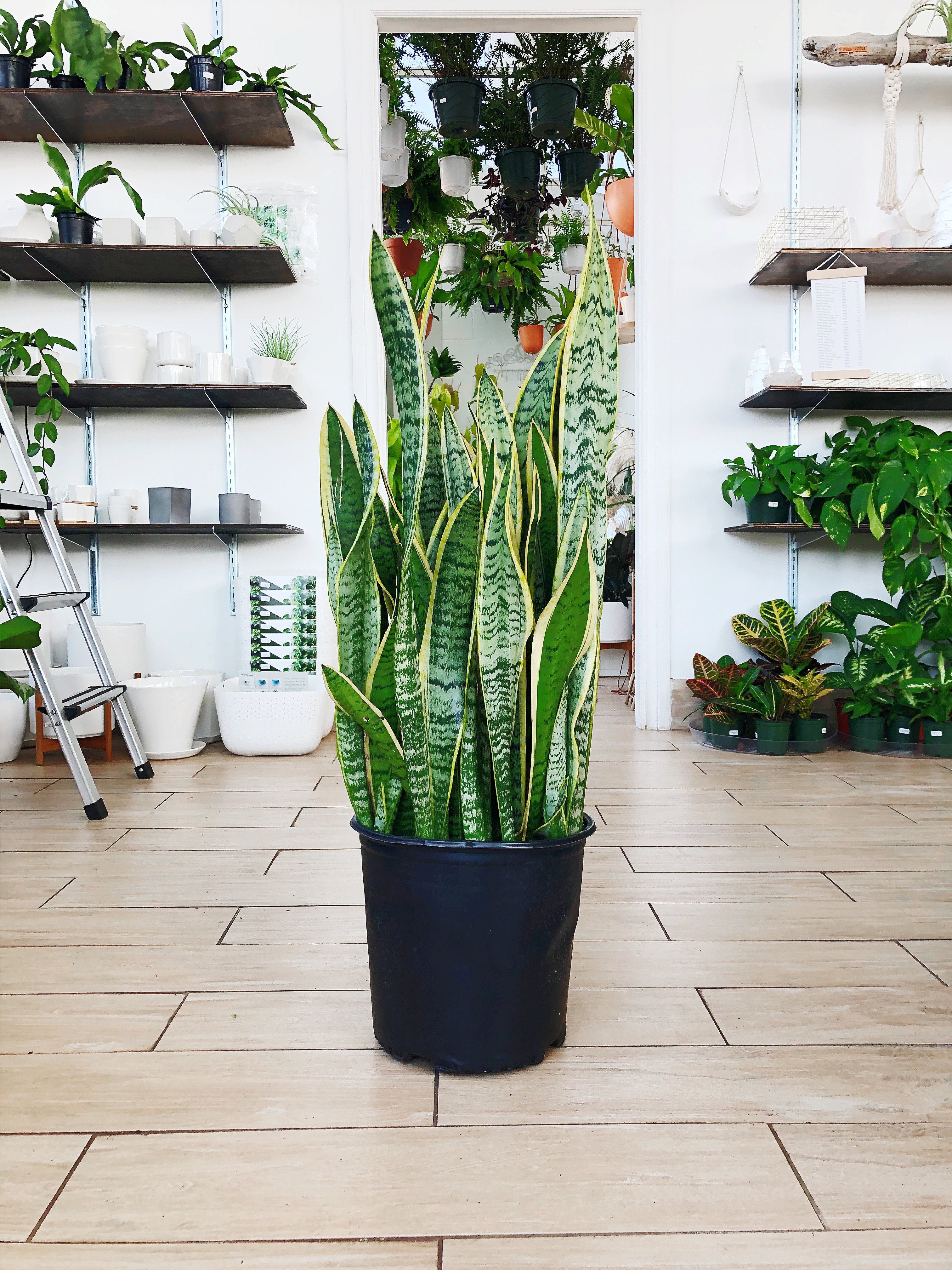 potted spider plant SPIDER PLANT 6in  Watters Garden Center