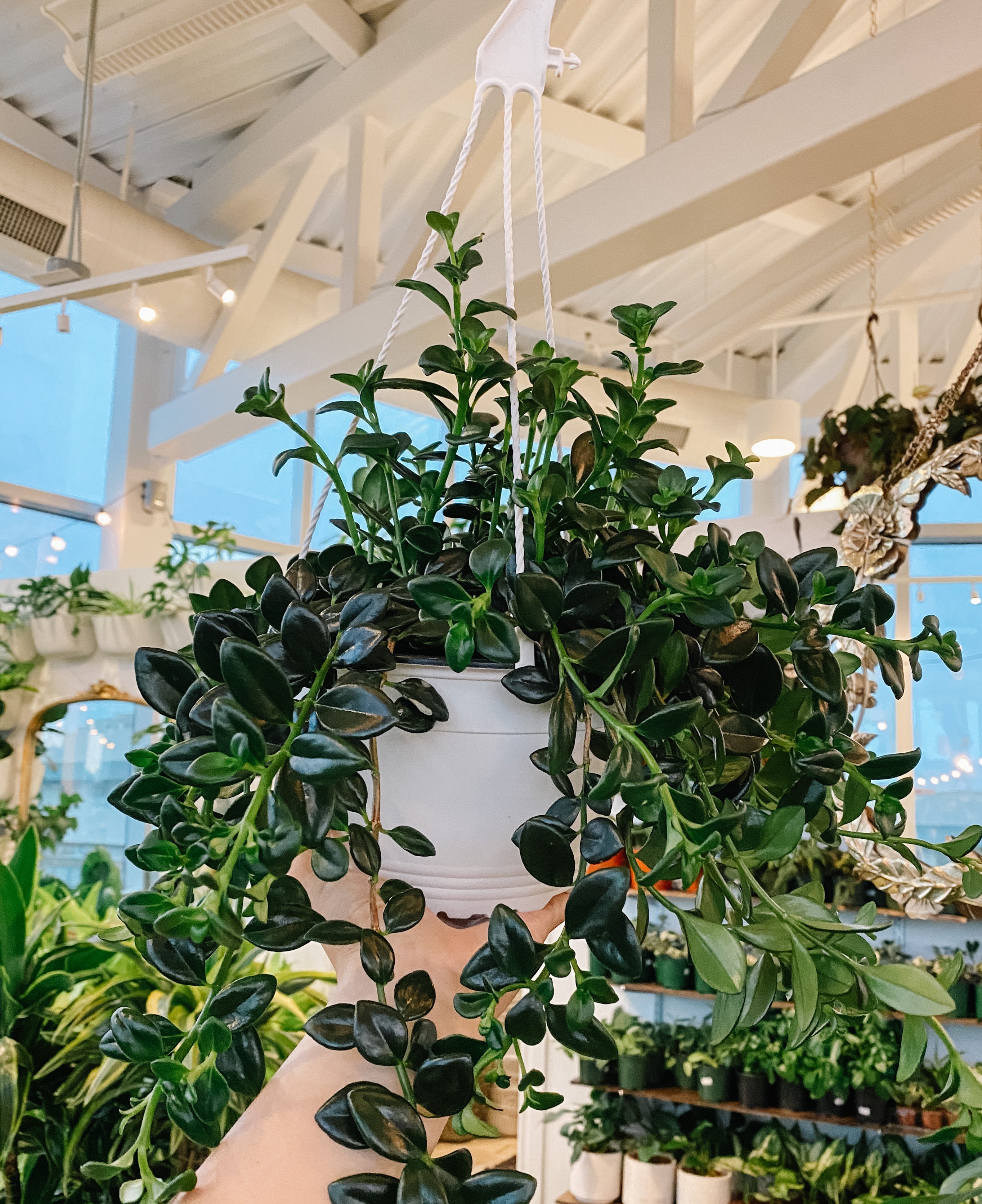 Goldfish Hypocerta Botaniful goldfish-hypocerta-botaniful