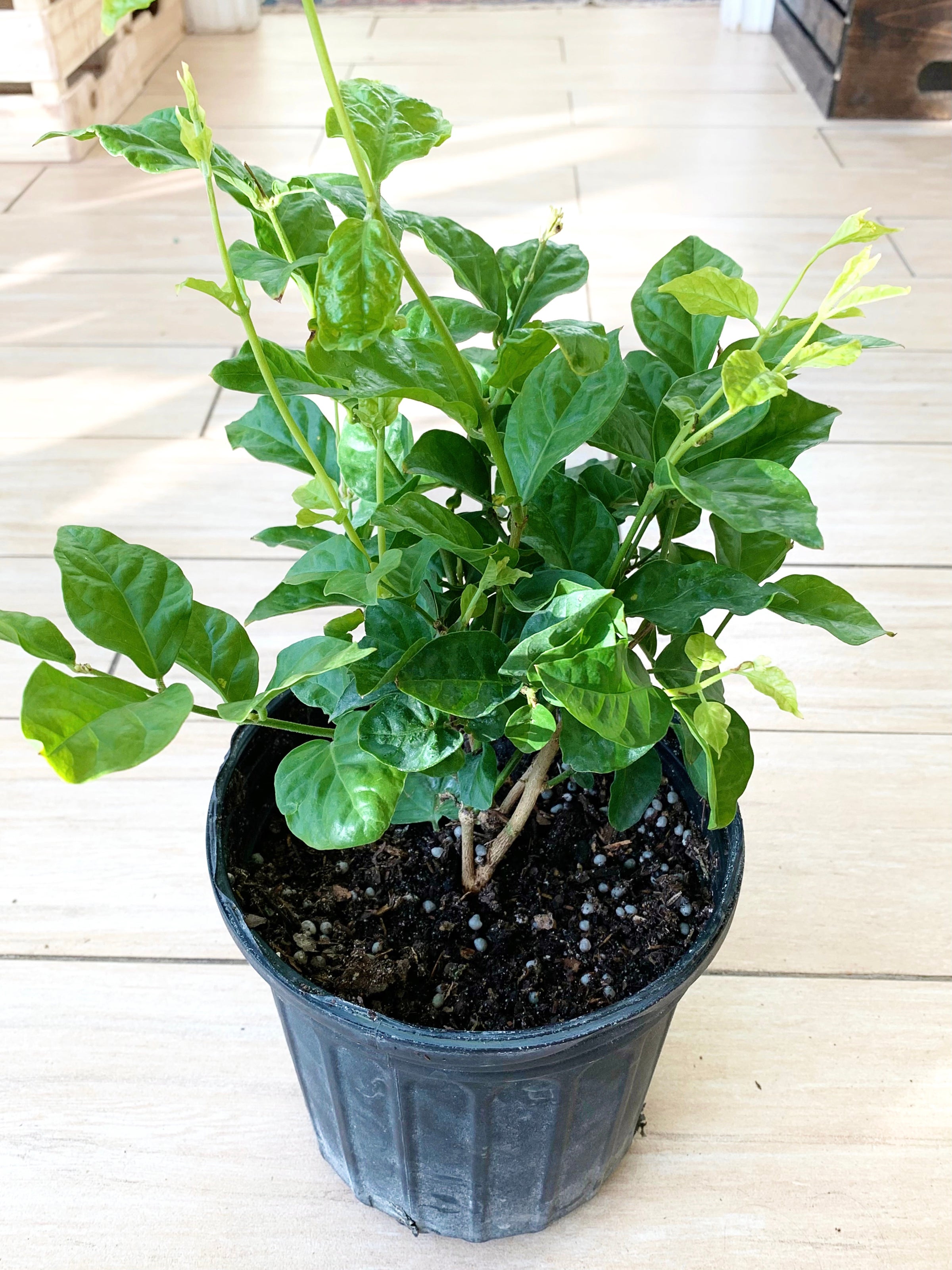 Jasmine Sambac (Arabian Jasmine) | Botaniful