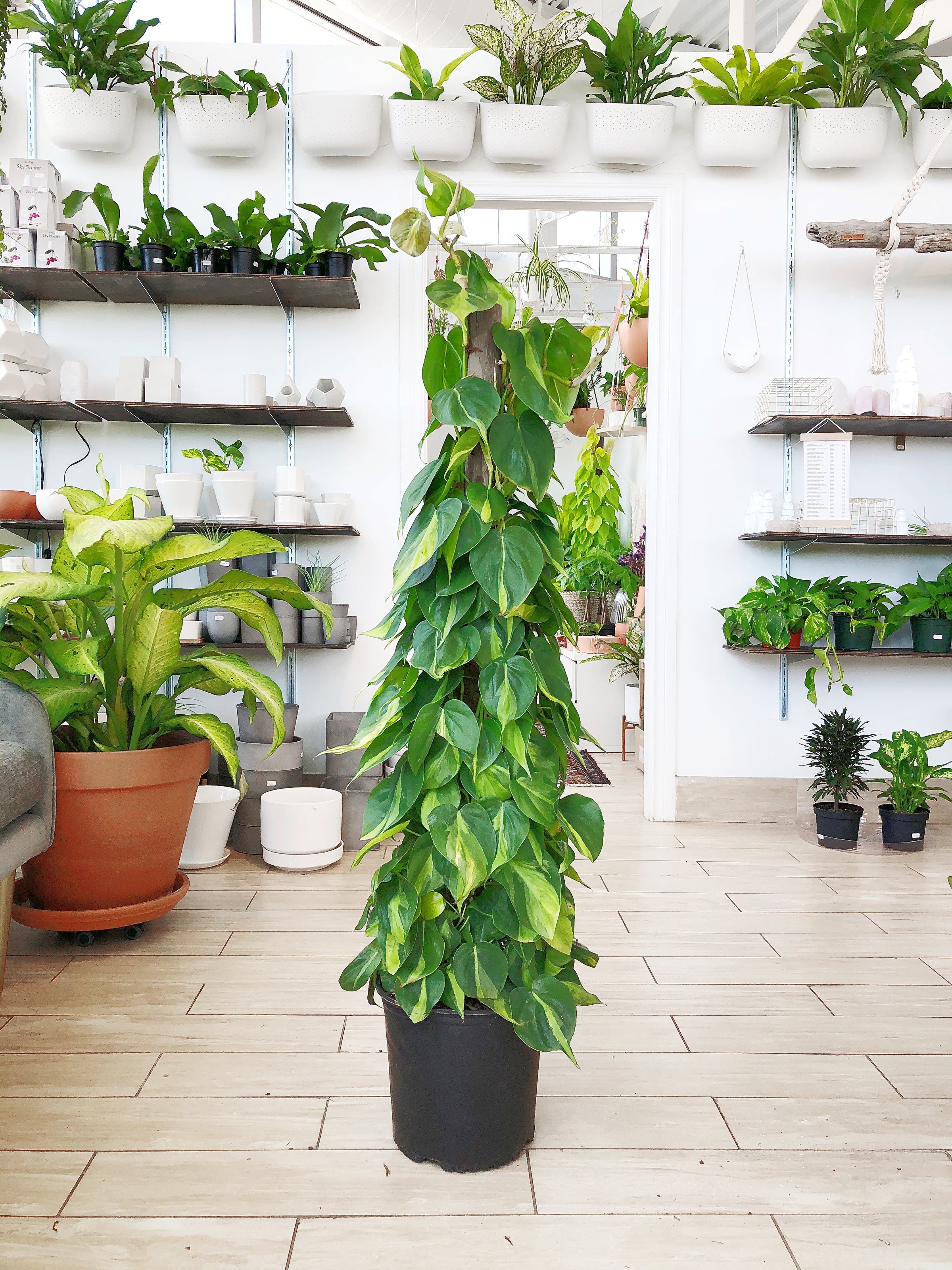 buy philodendron on a board Artificial Bush Philodendron Plant main image 1