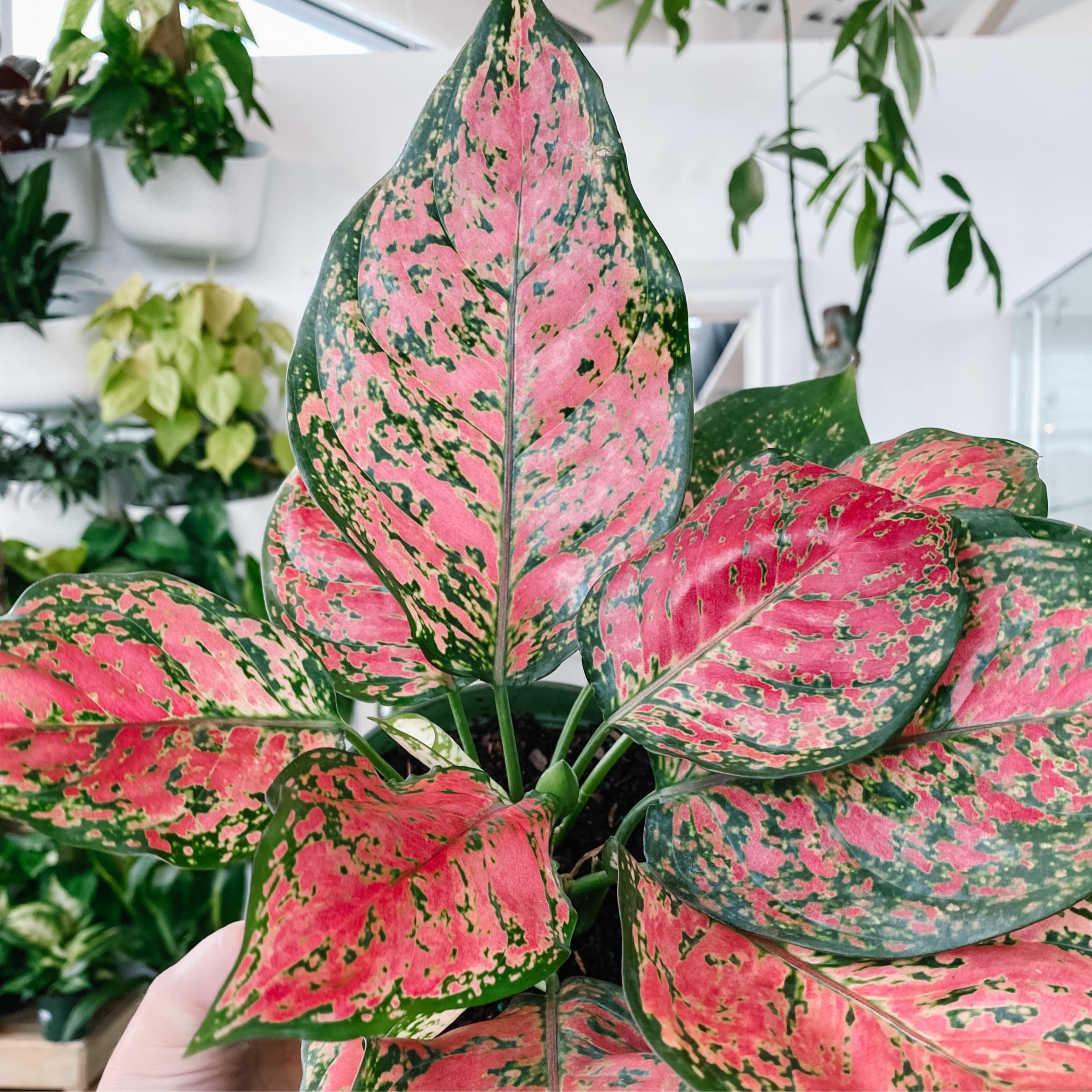 Aglaonema Ruby Ray (Chinese Evergreen)