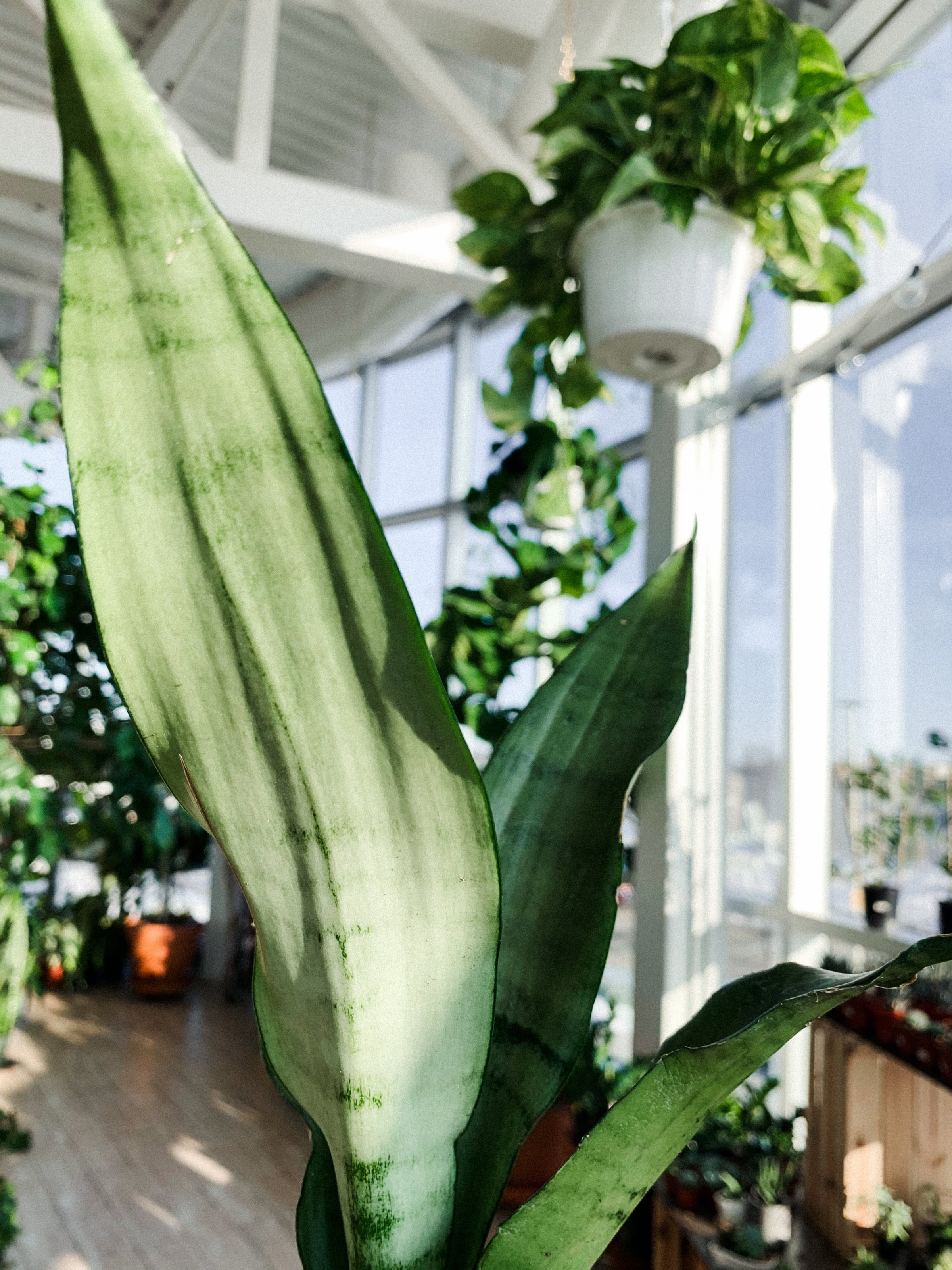 Sansevieria Moonshine / Moonlight (Snake Plant) | Botaniful