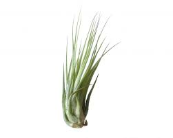 Tillandsia Ionantha Scaposa | Botaniful