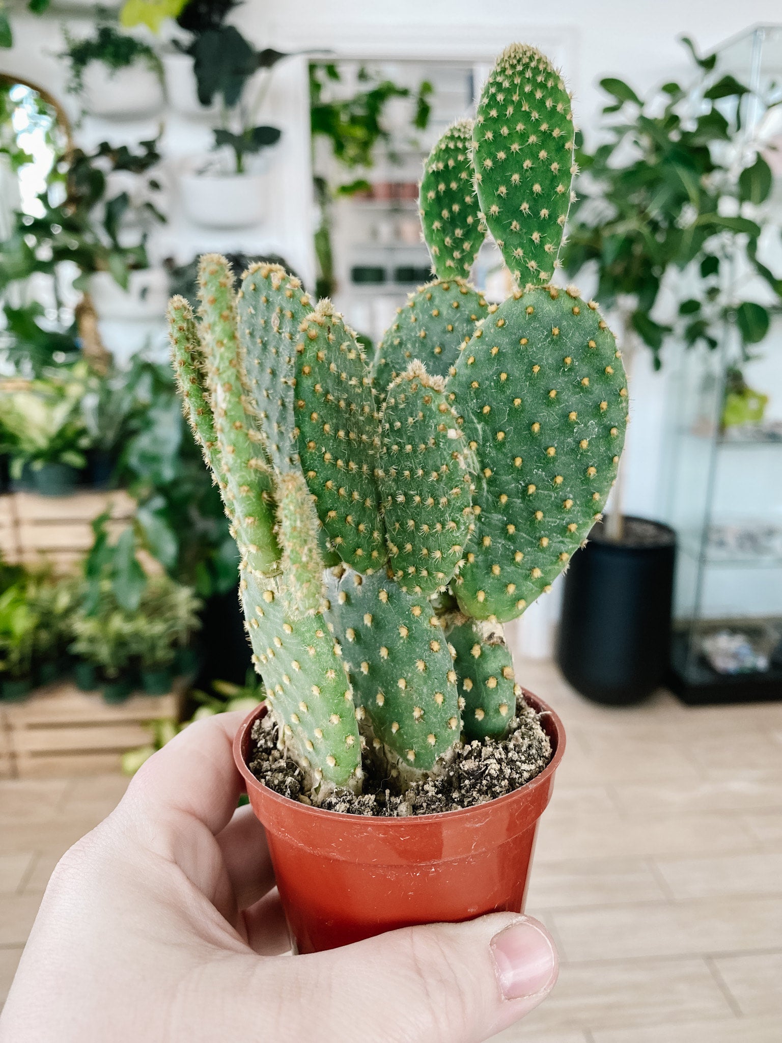 terscheckii cactus Trichocereus Terscheckii (Argentine Saguaro)  Desert Rose Cactus Lounge