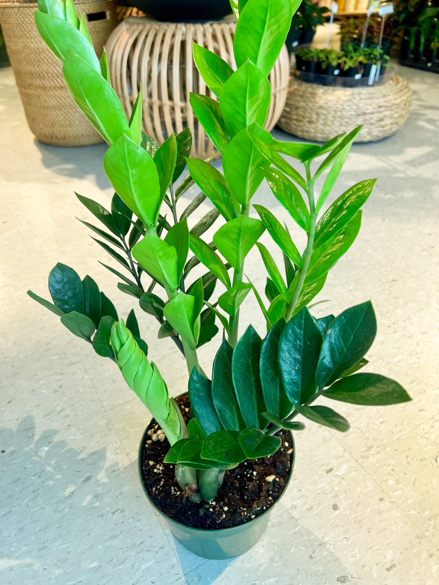 Zamioculcas Zamiifolia (ZZ Plant) | Botaniful