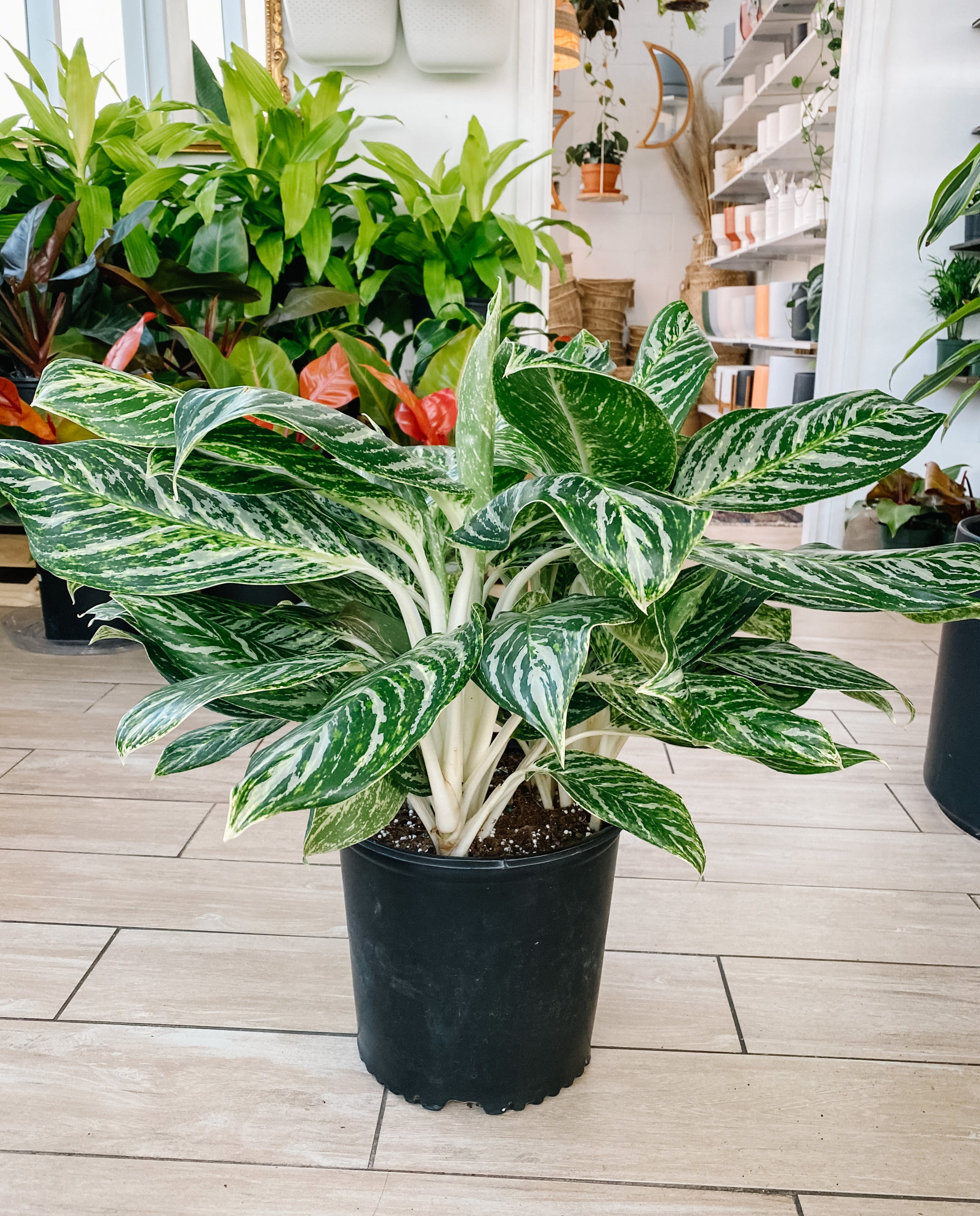 Aglaonema Golden Madonna (Chinese Evergreen) | Botaniful