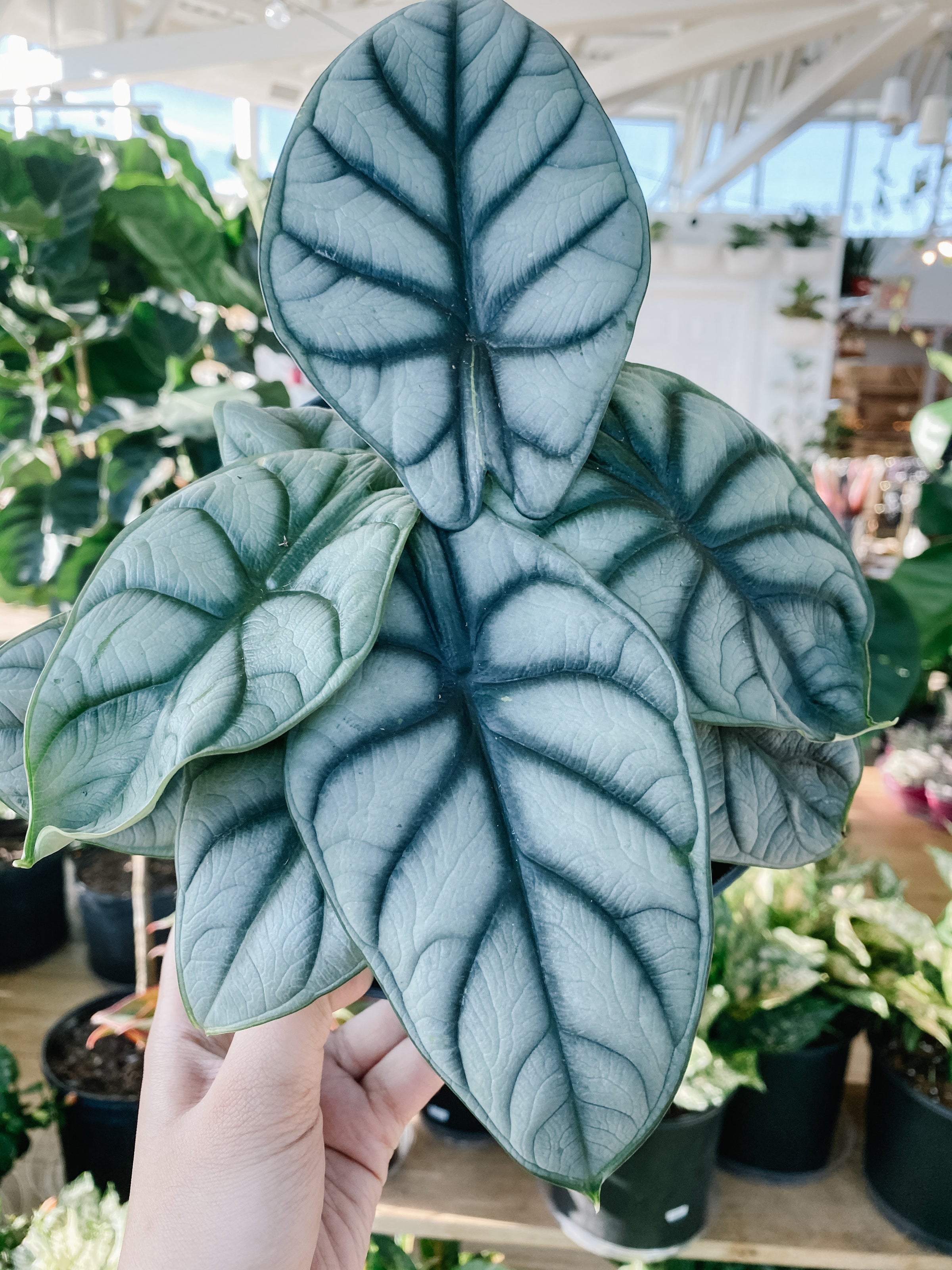 Alocasia Silver Dragon | Botaniful