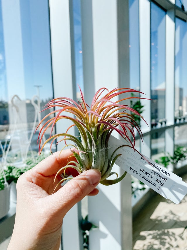 Air Plants | Botaniful