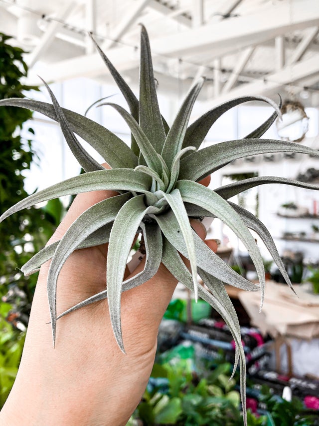 Air Plants | Botaniful