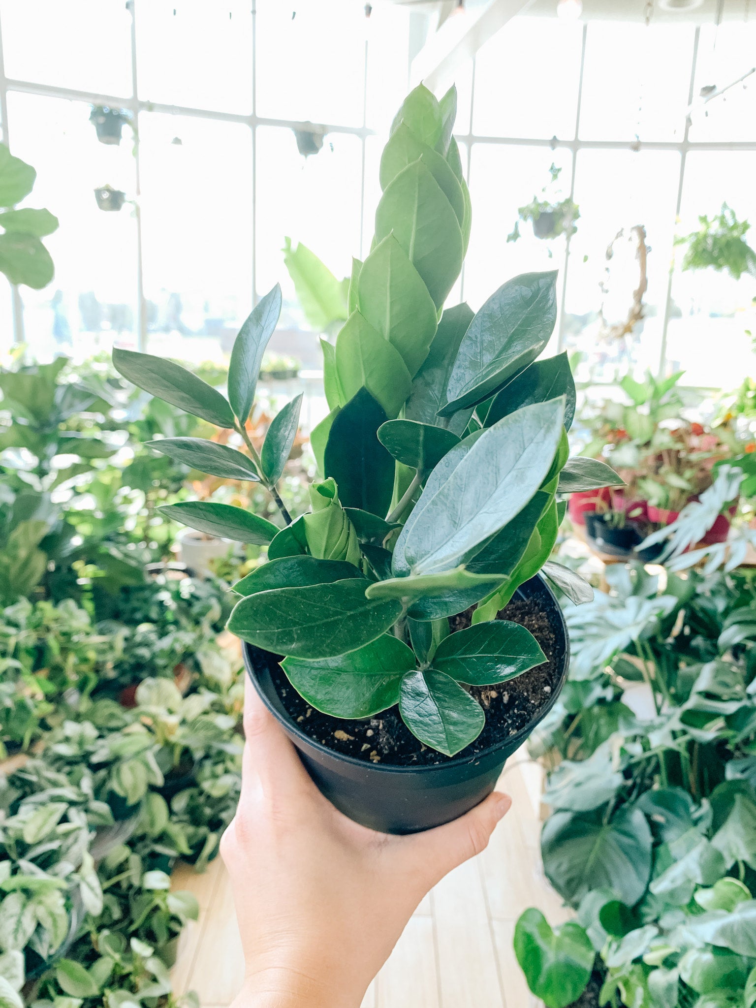 Zamioculcas Zamiifolia (ZZ Plant) | Botaniful