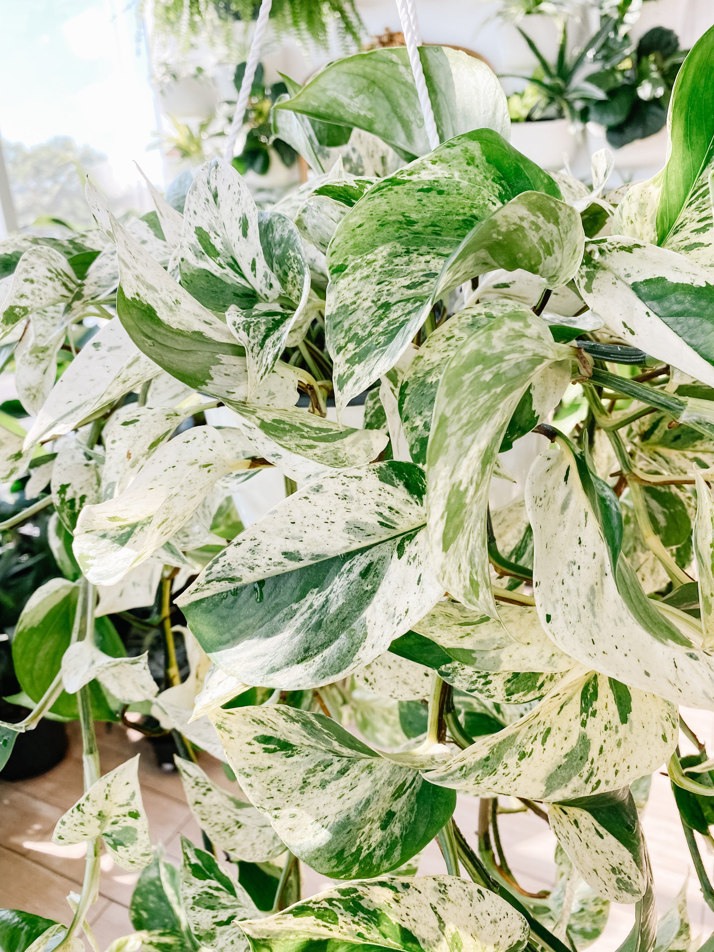 whale tail snake plant BubbleBlooms Variegated Whale Fin Snake Plant in a 6 inch Pot Sansevieria  Masoniana Yellow Variegation, Whale Tail main image 0