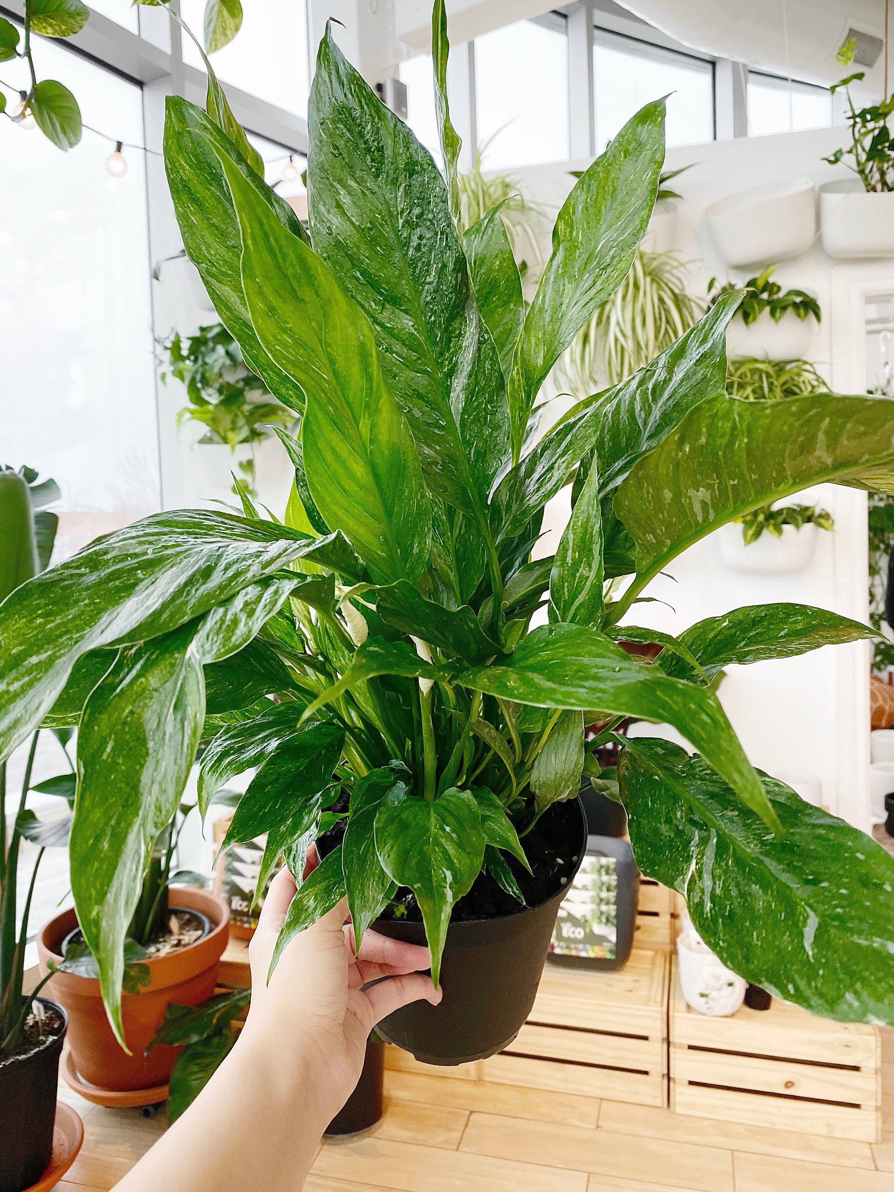 Peace Lily Domino (Spathiphylum Variegated)