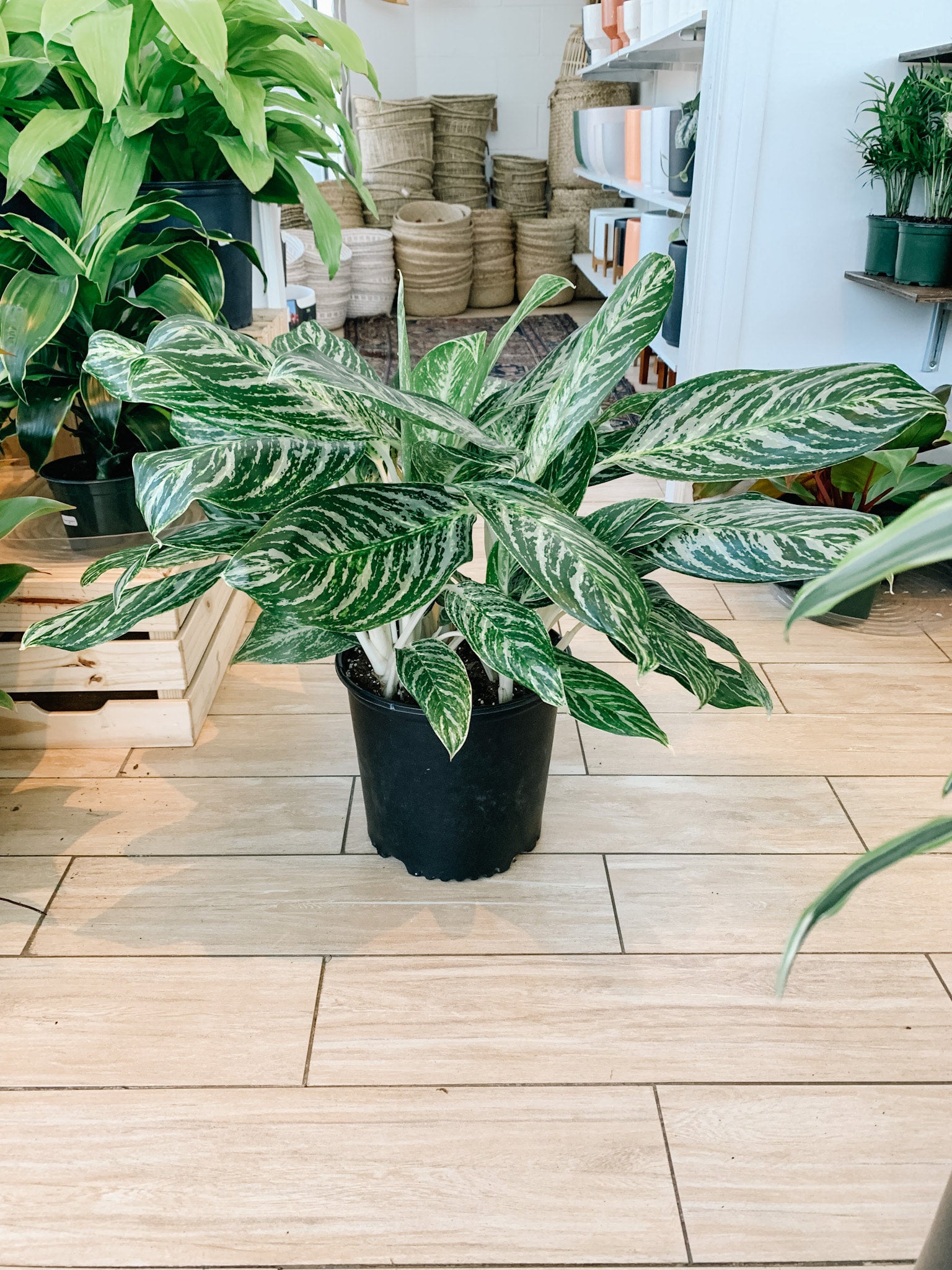 Aglaonema Golden Madonna (Chinese Evergreen) | Botaniful