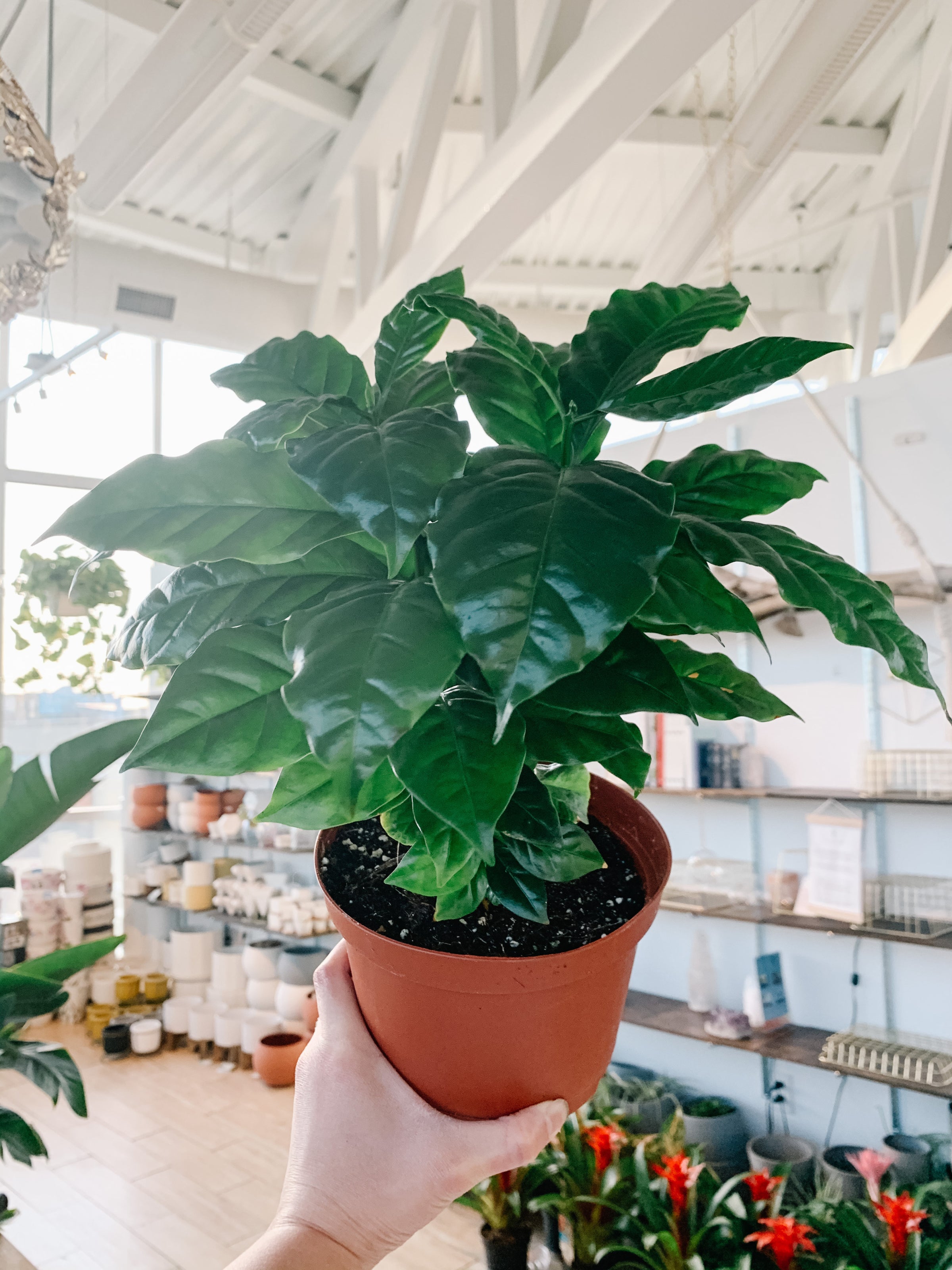 Coffee Plant (Coffea Arabica)