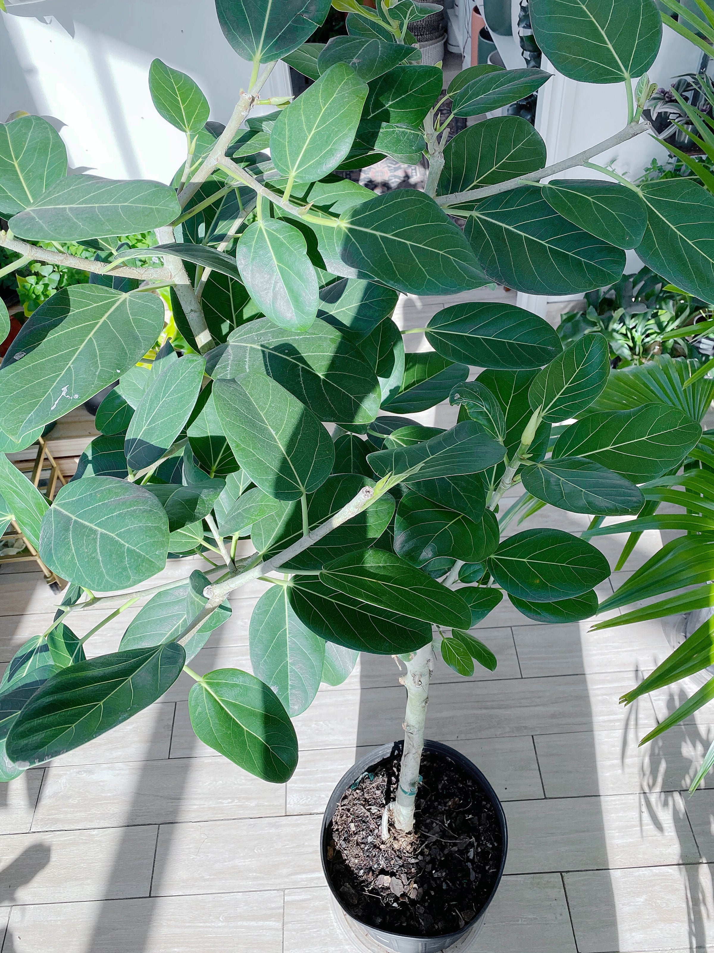 Ficus Audrey Standard