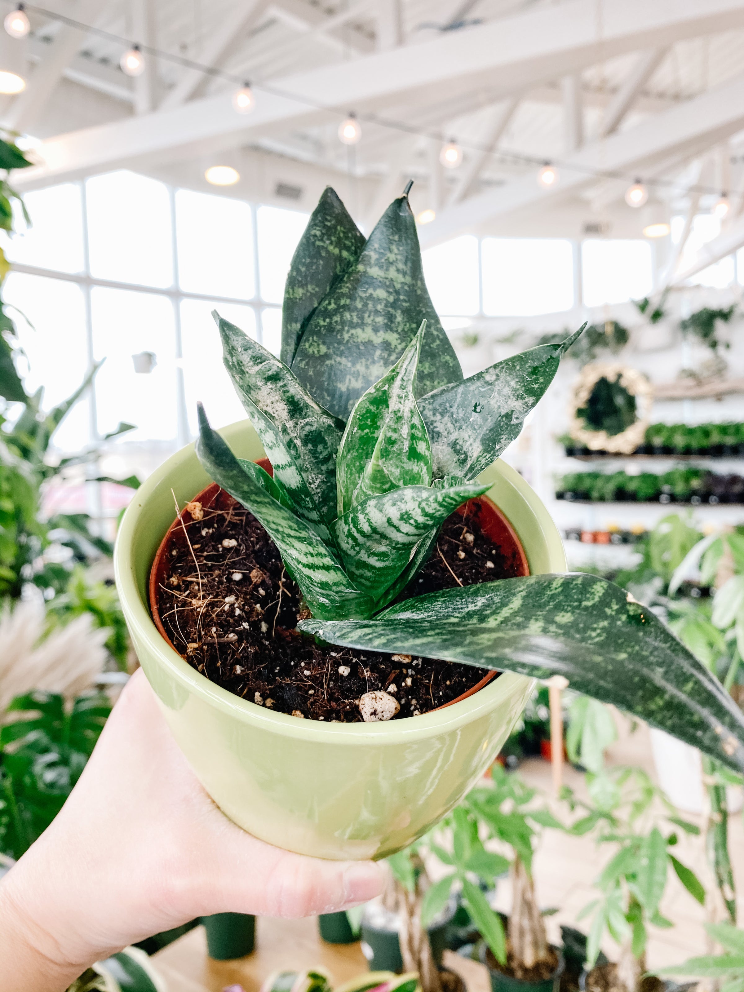 emerald plant Emerald Green Pothos Plants – Everglades Farm main image 0