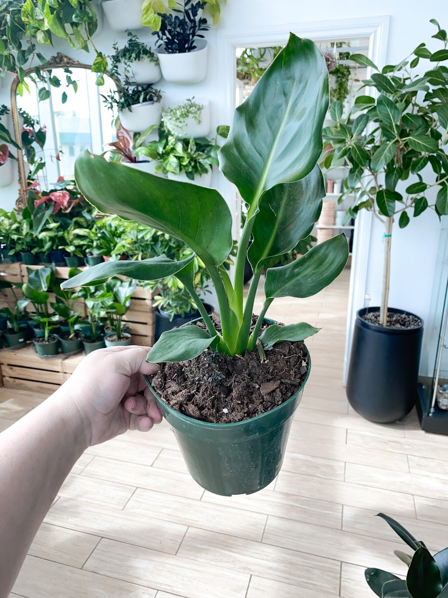 Bird of Paradise Orange (Strelitzia Reginae) | Botaniful
