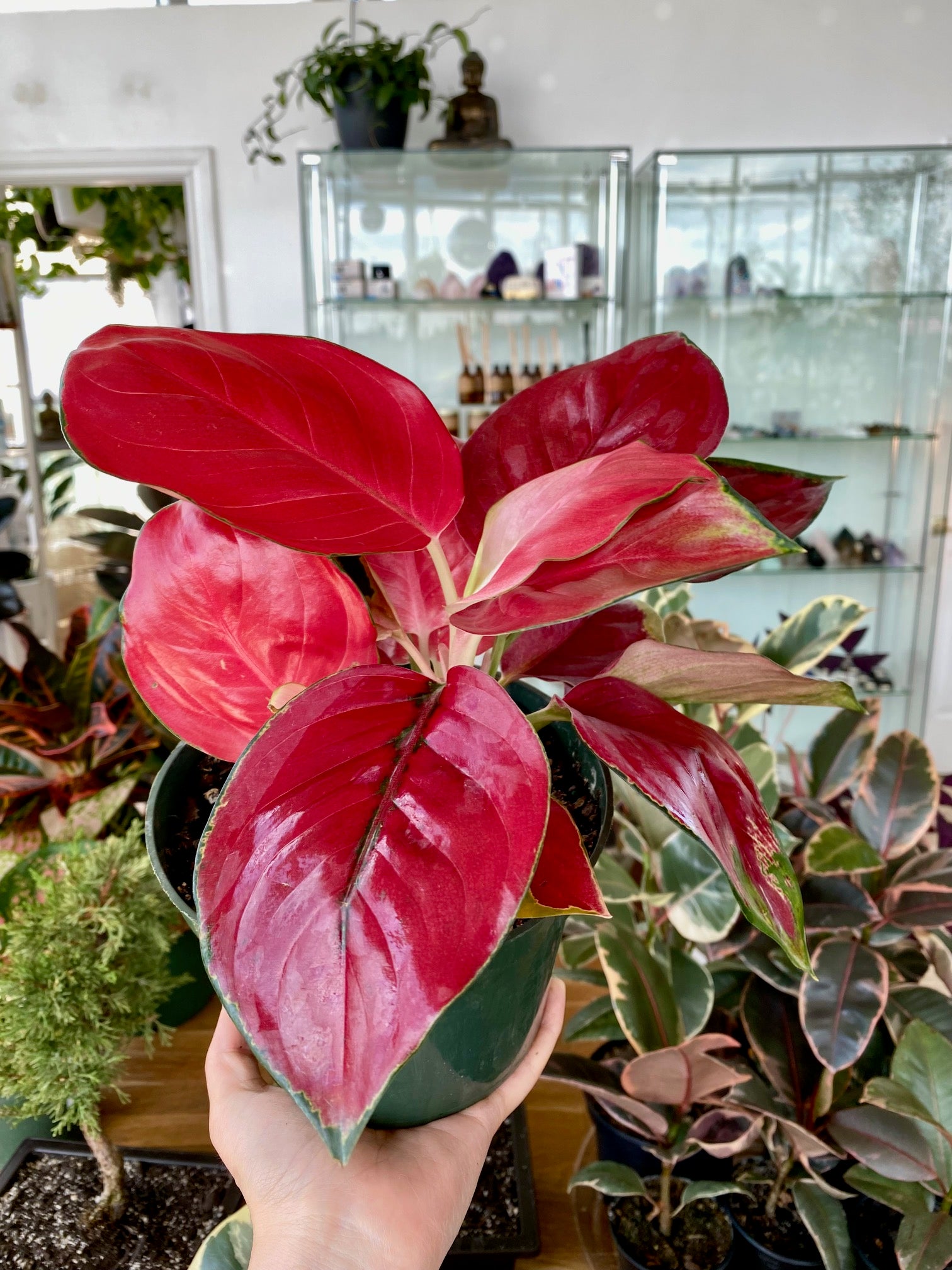 Aglaonema Red King (Chinese Evergreen) | Botaniful