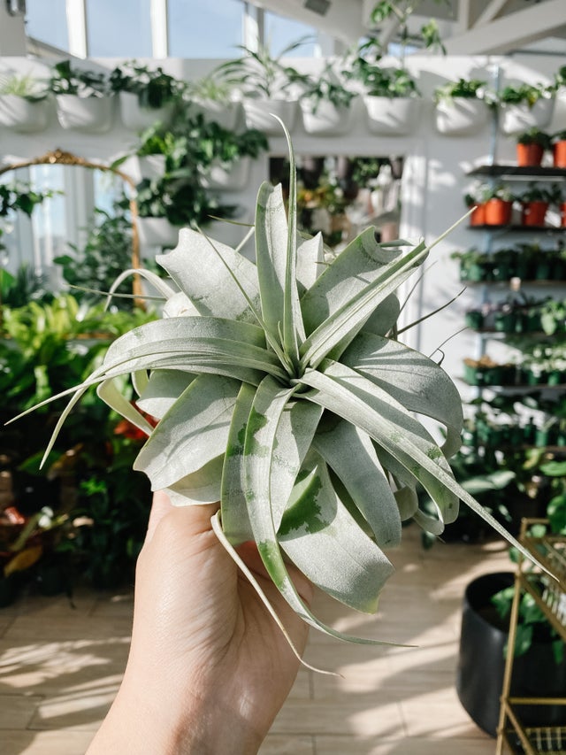 Air Plants | Botaniful
