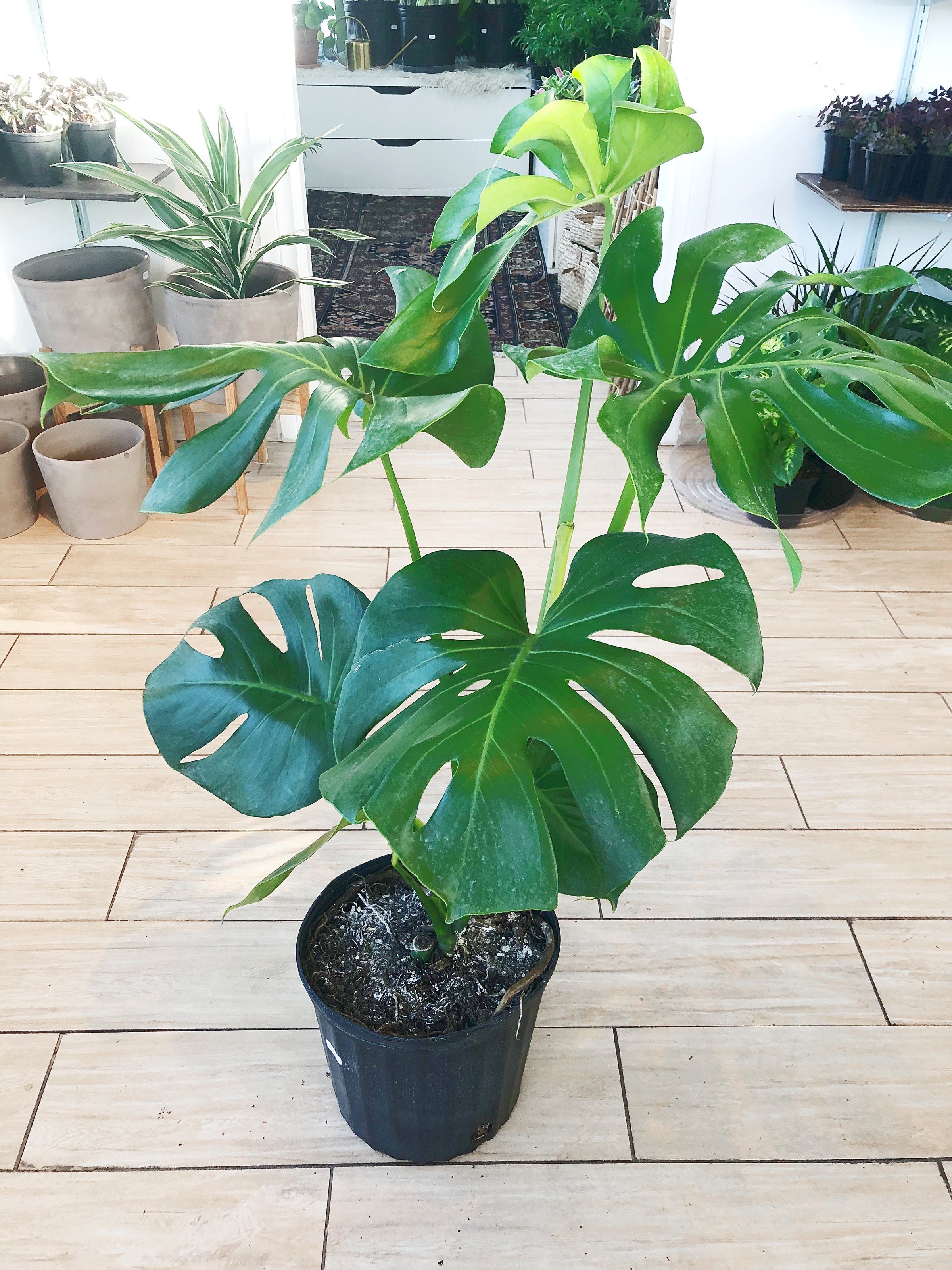 philodendron dark Philodendron gloriosum Dark Form – Foliage Factory main image 0