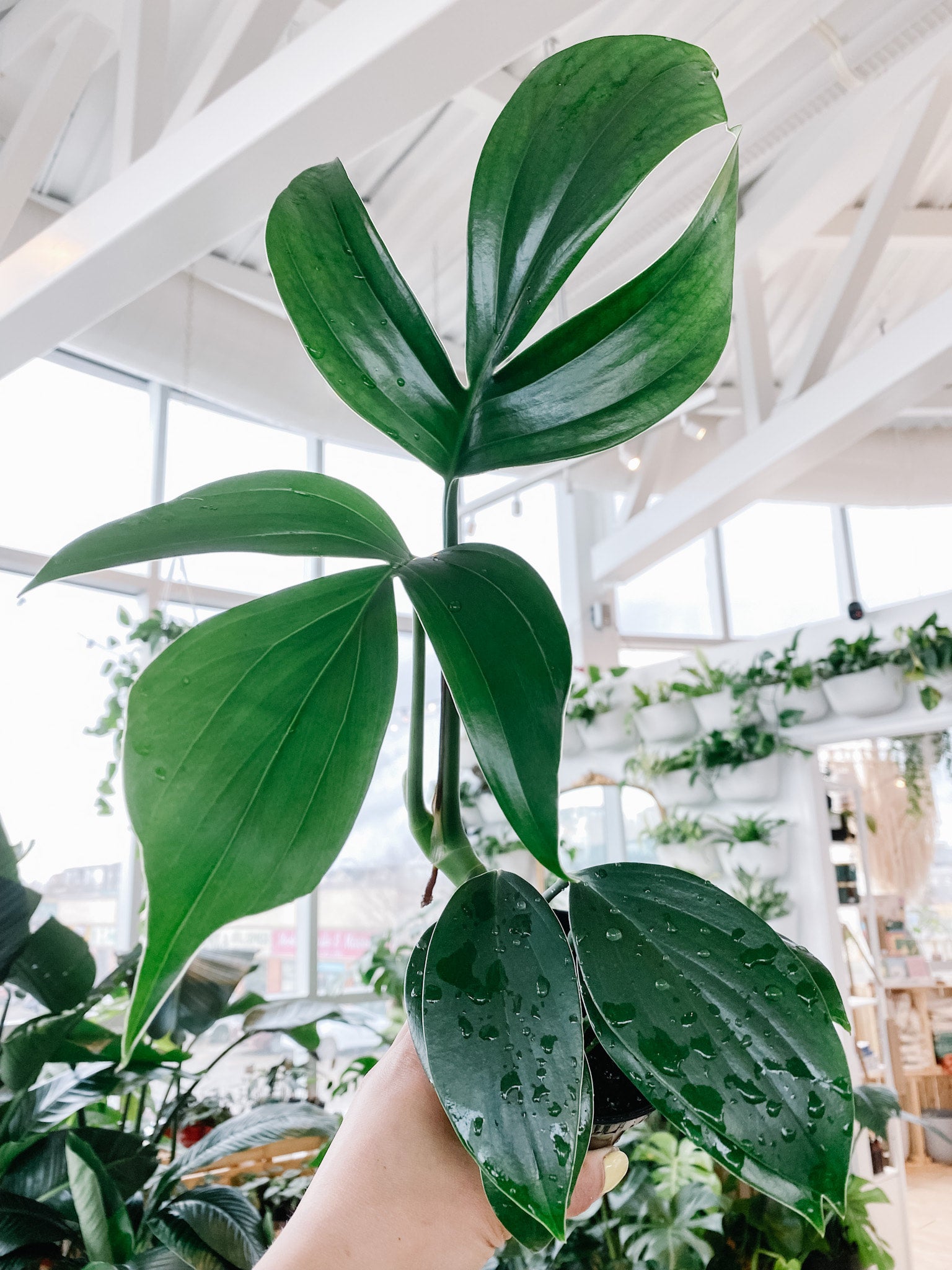 philodendron mcdowell Buy Philodendron McDowell ~ Rare Houseplant  AroidHouse