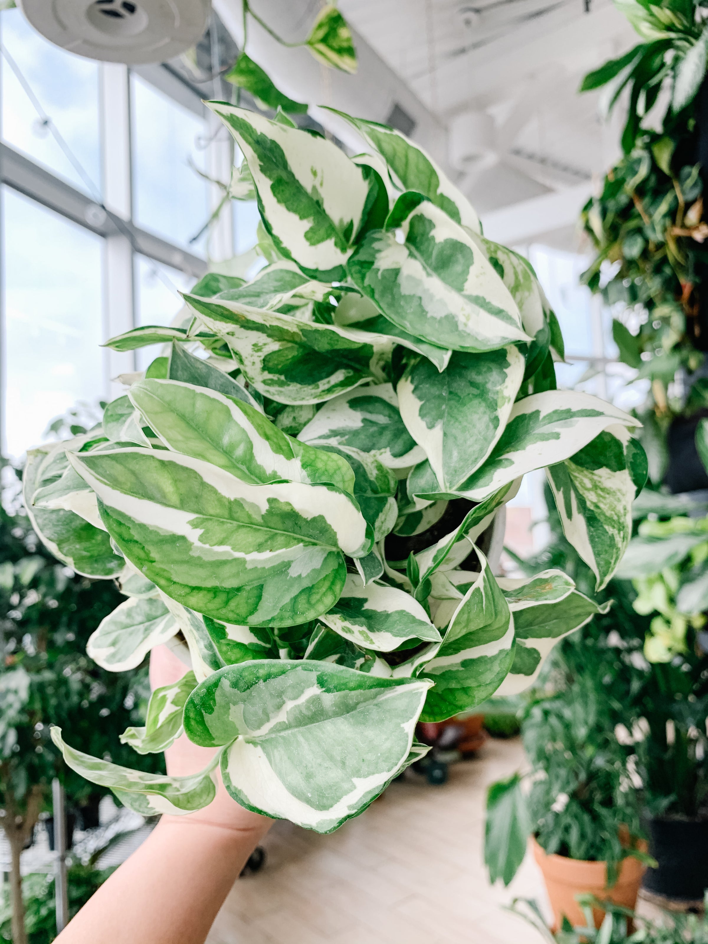 Pothos n' Joy (Epipremnum Aureum) | Botaniful
