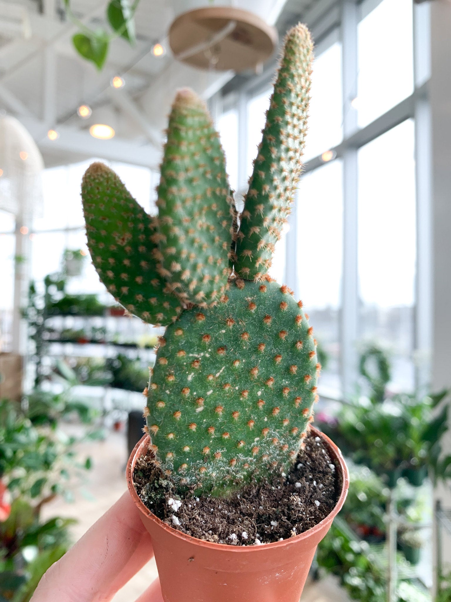 Cactus Bunny Ears (Opuntia Microdasys) Assorted