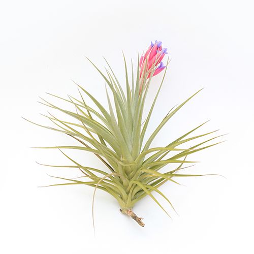 Tillandsia Aeranthos x Stricta Lrg | Botaniful