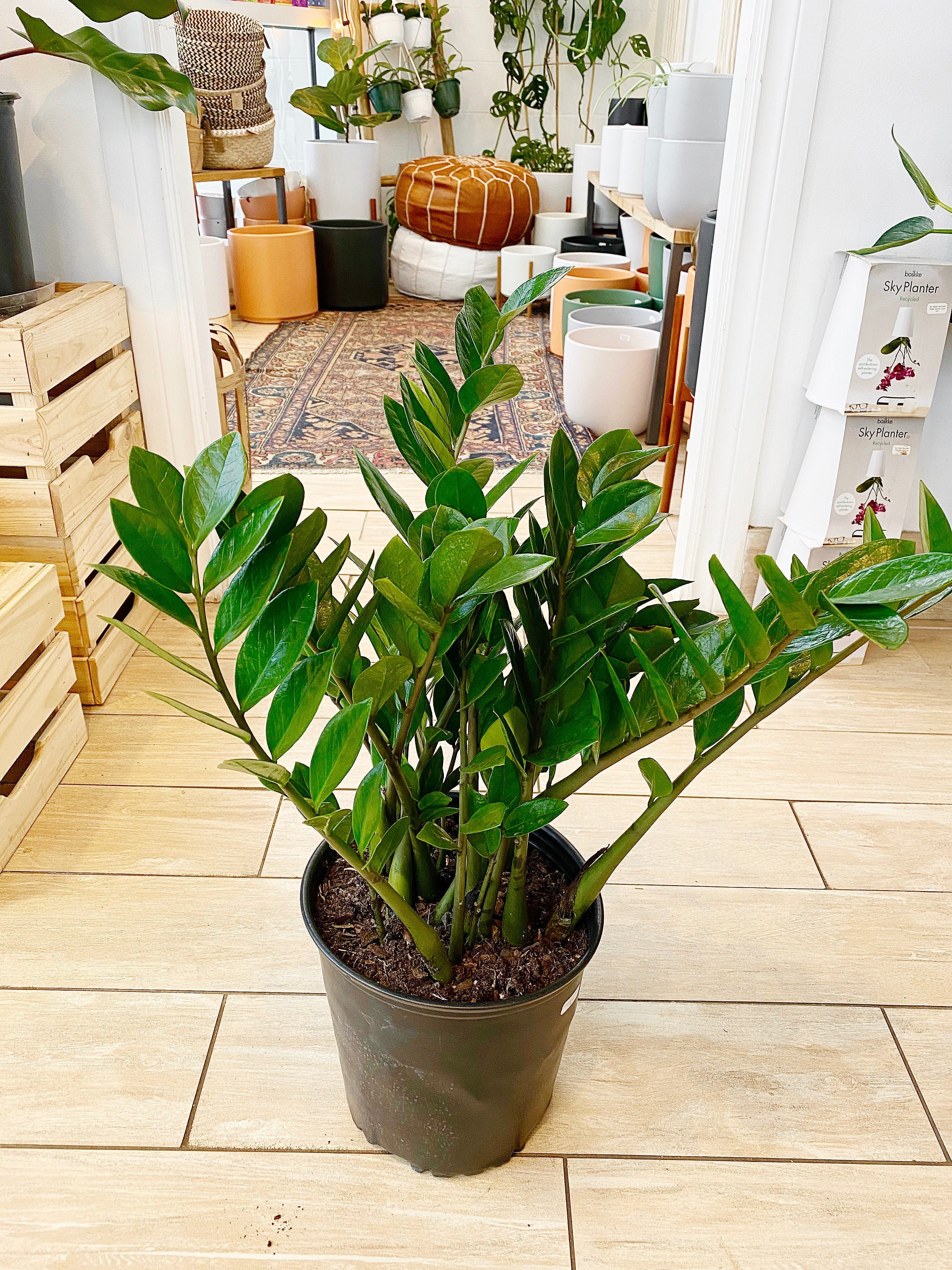 Zamioculcas Zamiifolia (ZZ Plant) | Botaniful