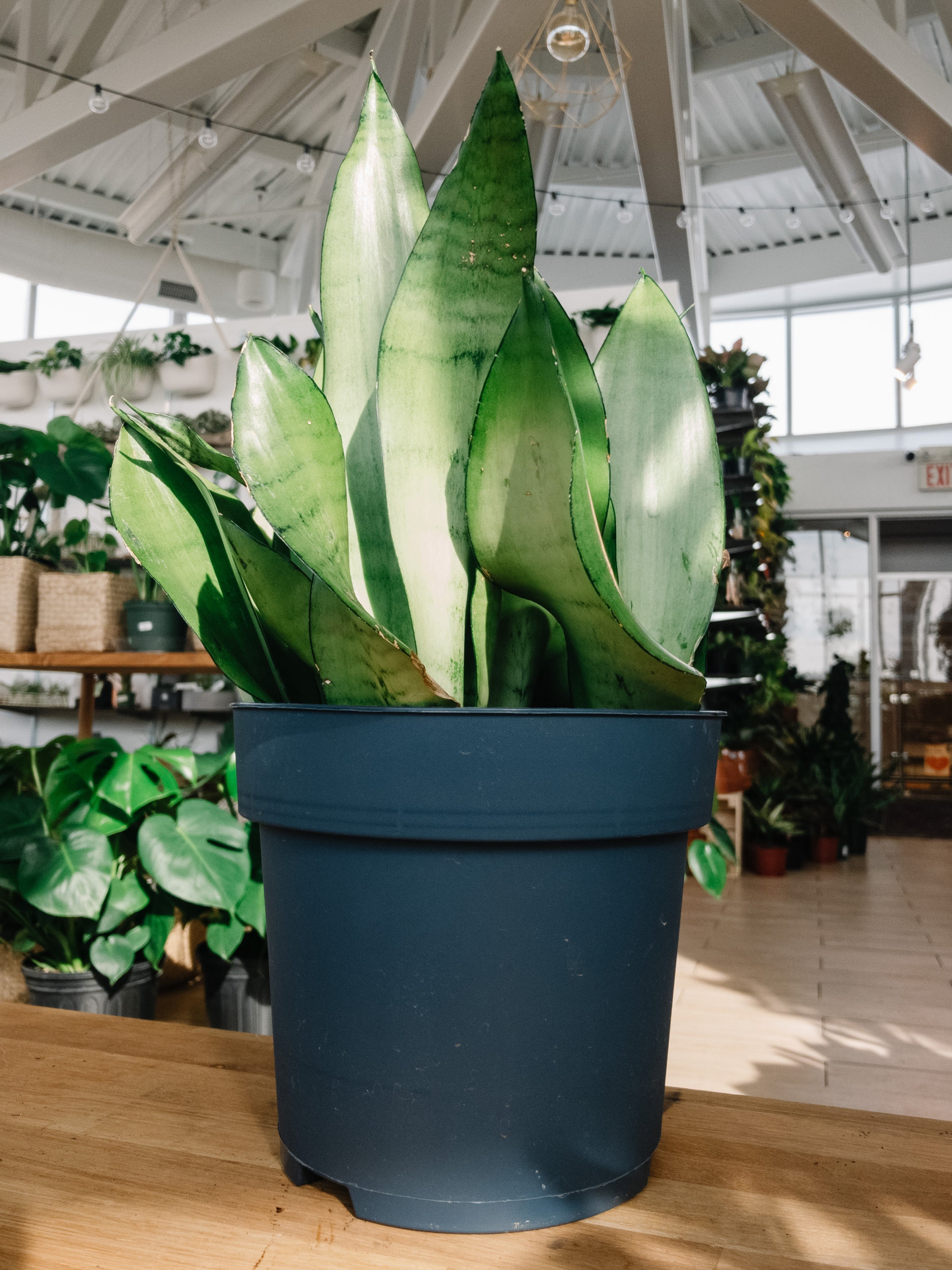 Sansevieria Moonshine / Moonlight (Snake Plant) | Botaniful
