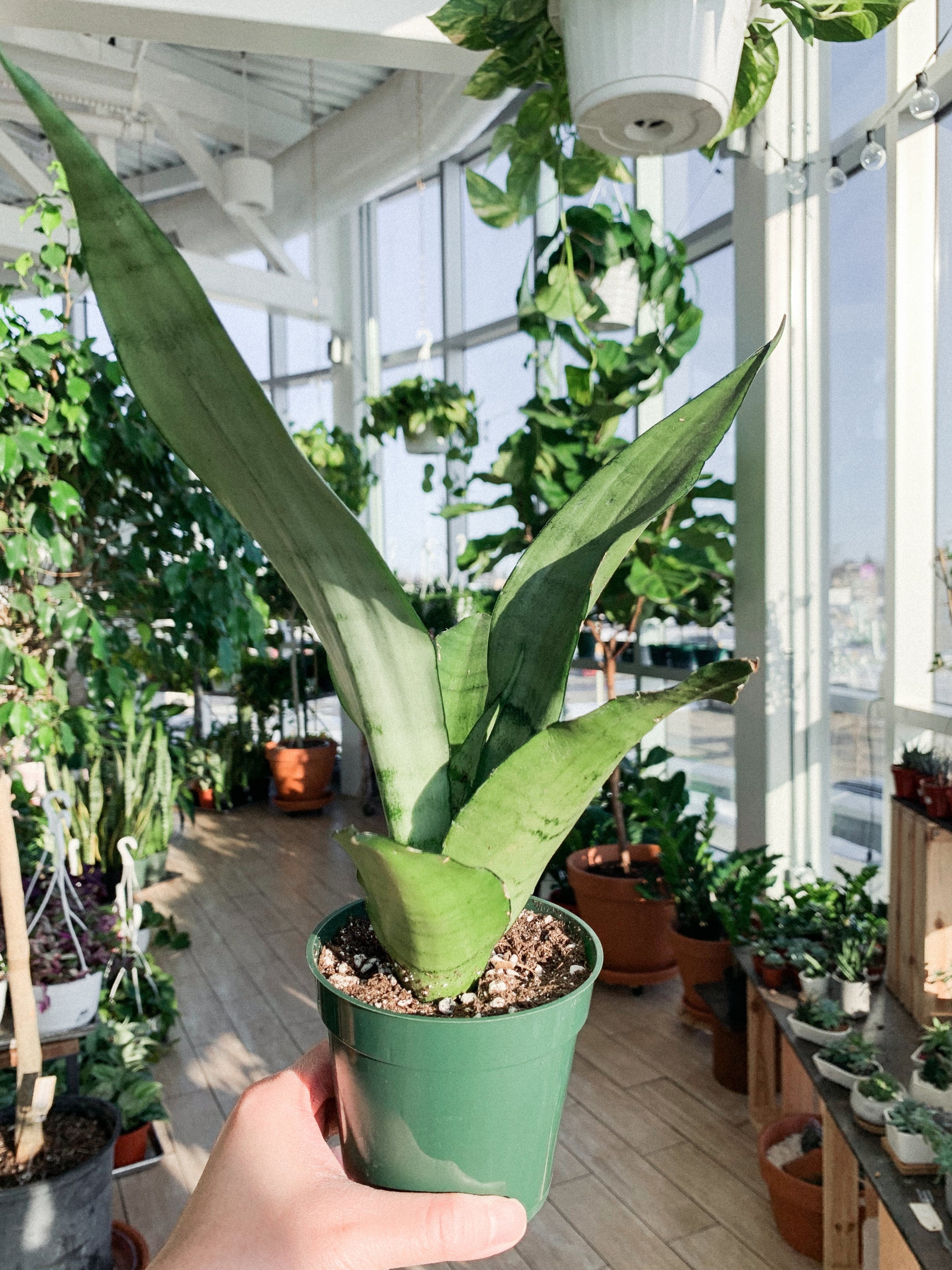 Sansevieria Moonshine / Moonlight (Snake Plant) | Botaniful