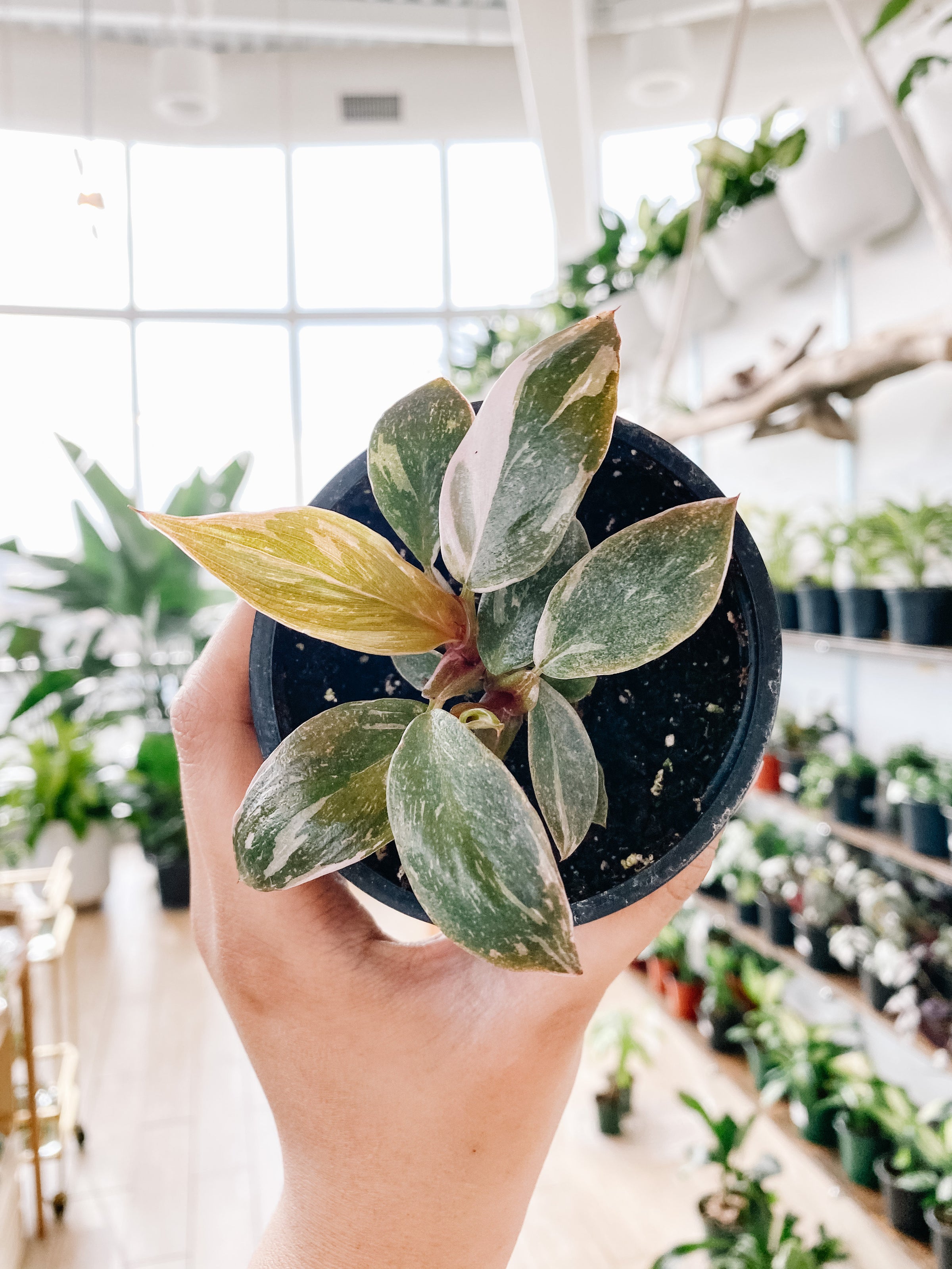 P.Pink Princess Spore 7203 Buy Philodendron Pink Princess Plant