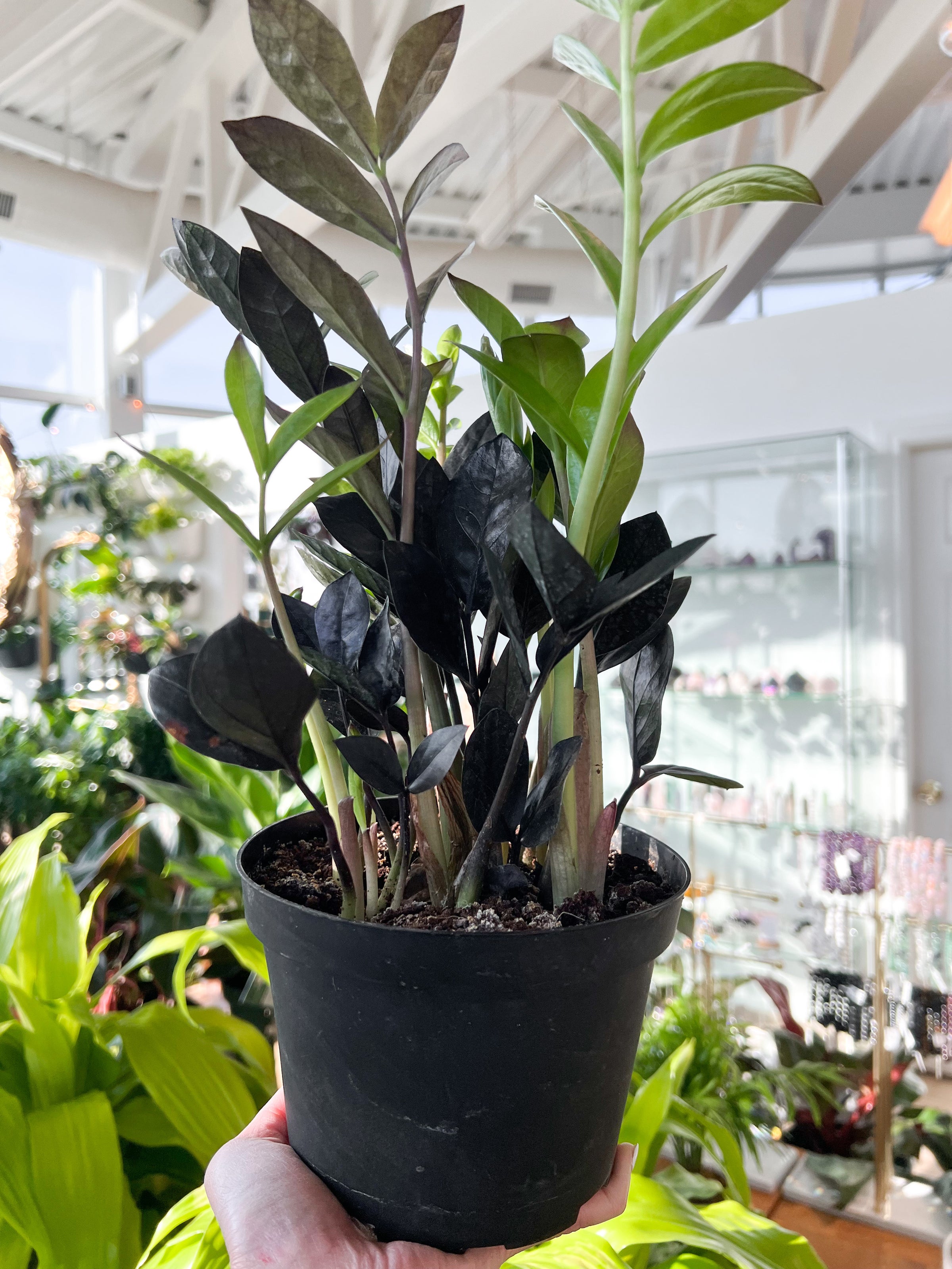 black zz plant pet safe ZZ Plant Zamicro Black | Care Guide and Pro Tips - Delivery from Toronto  across Canada