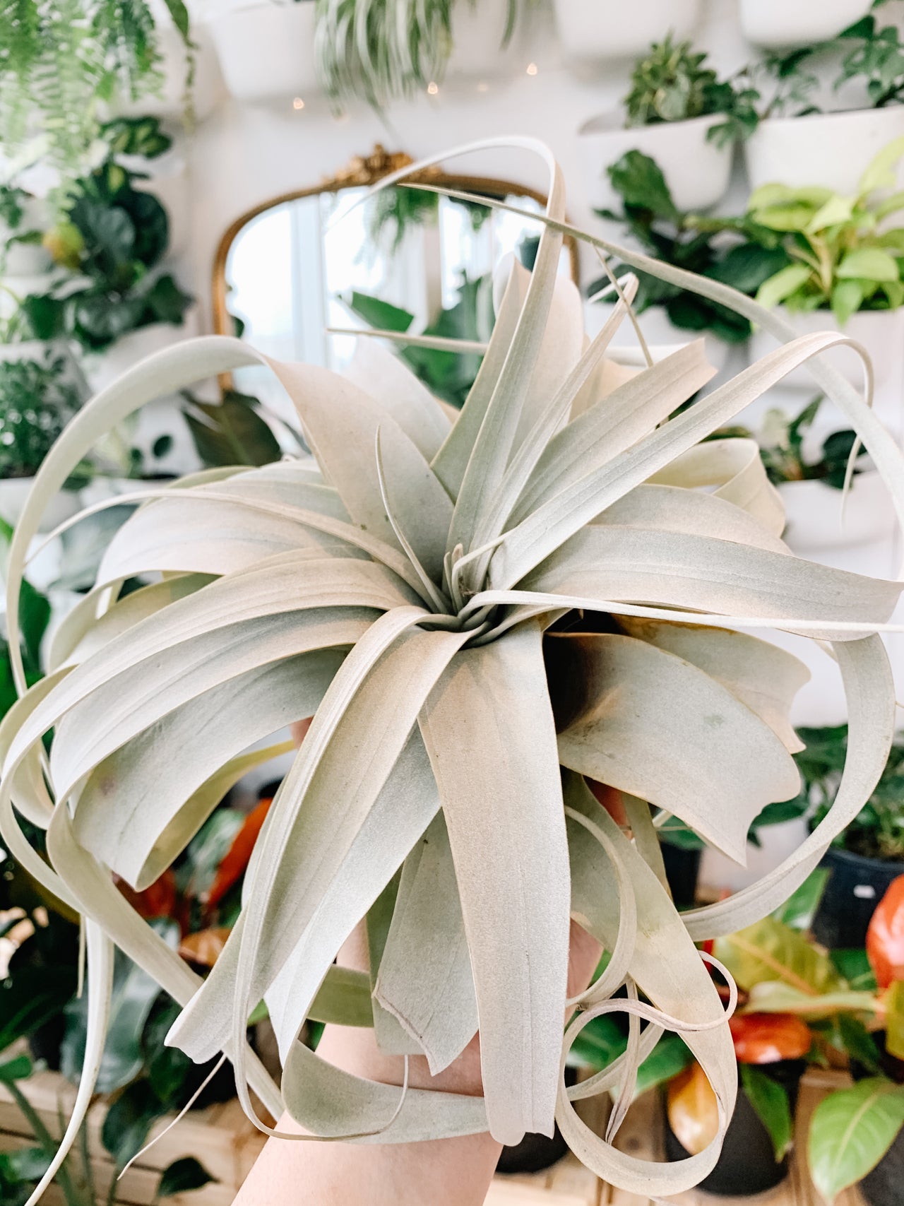 Air Plants | Botaniful Air Plants | Botaniful