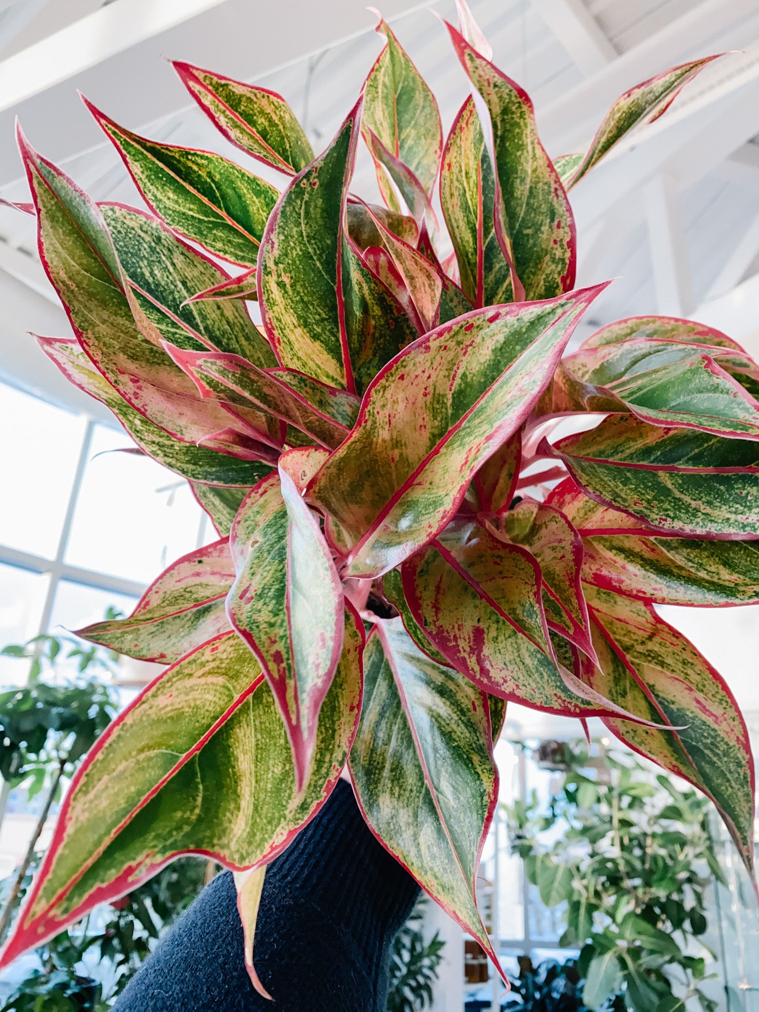 Aglaonema Siam Red (Chinese Evergreen)