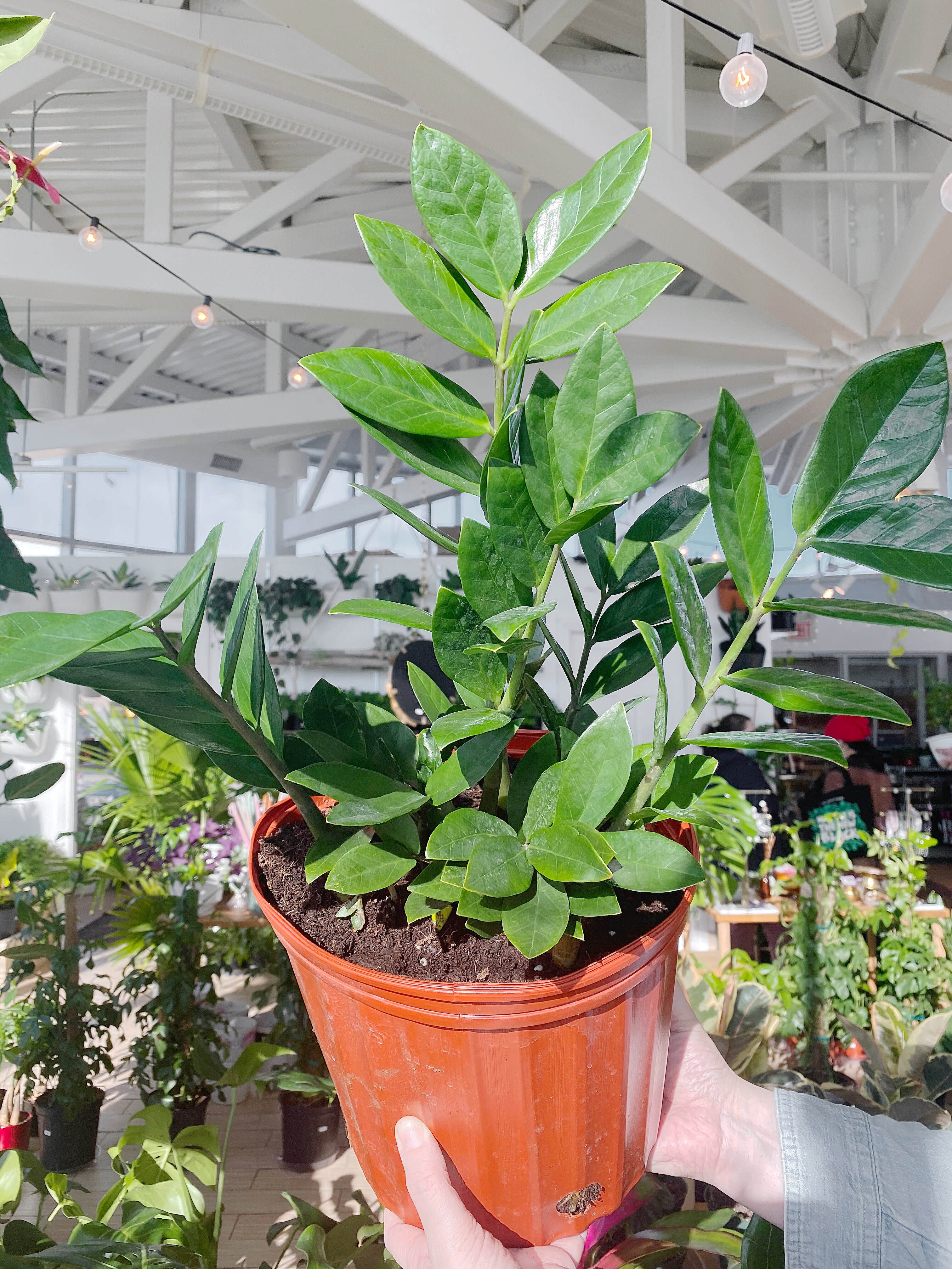 水 　Zamioculcas zamifolia A B E G ZZ Plant: Zamioculcas zamiifolia – 6” Pot — Anga's Farm & Nursery