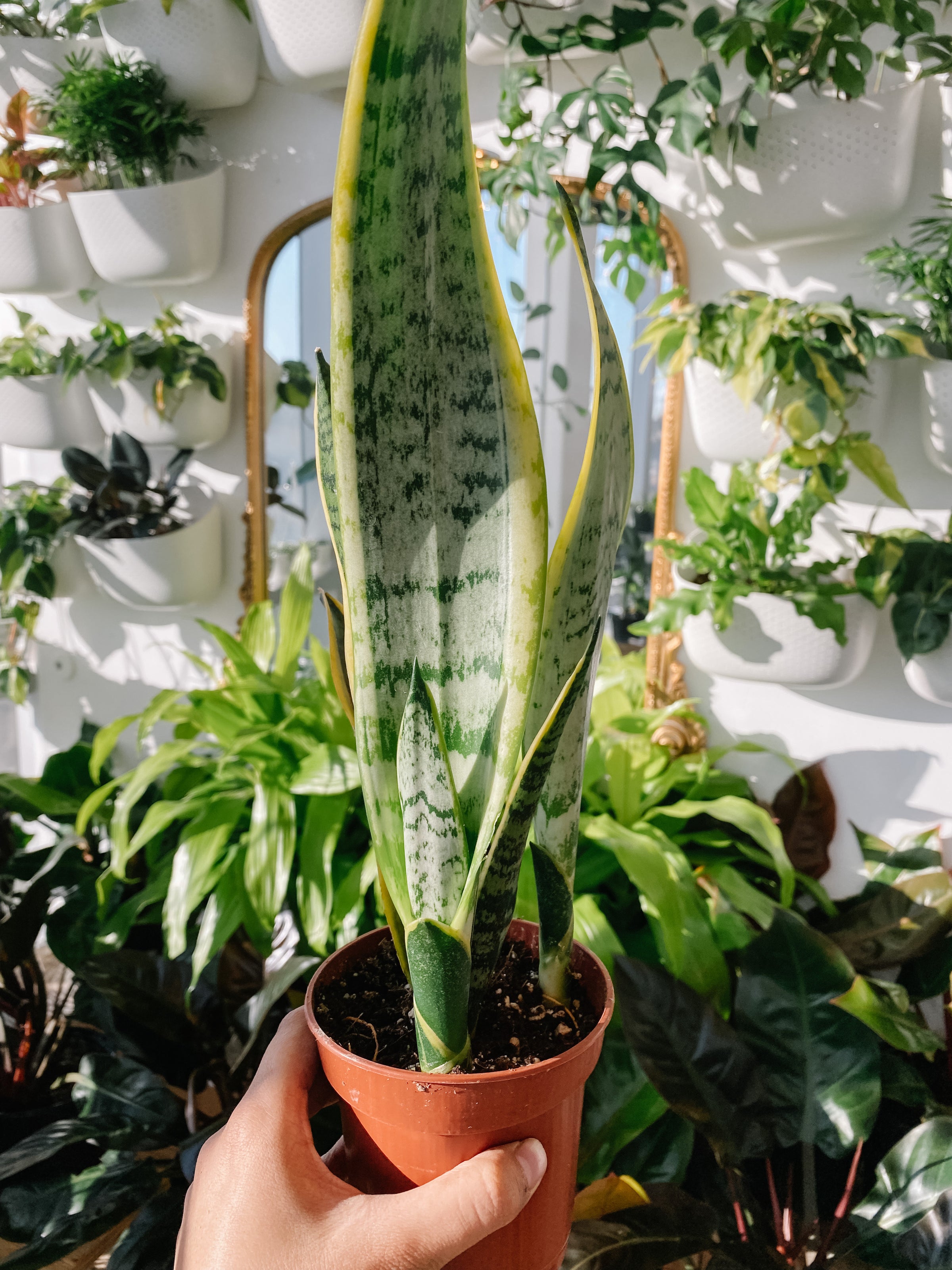 Sansevieria Laurentii (Snake Plant) | Botaniful