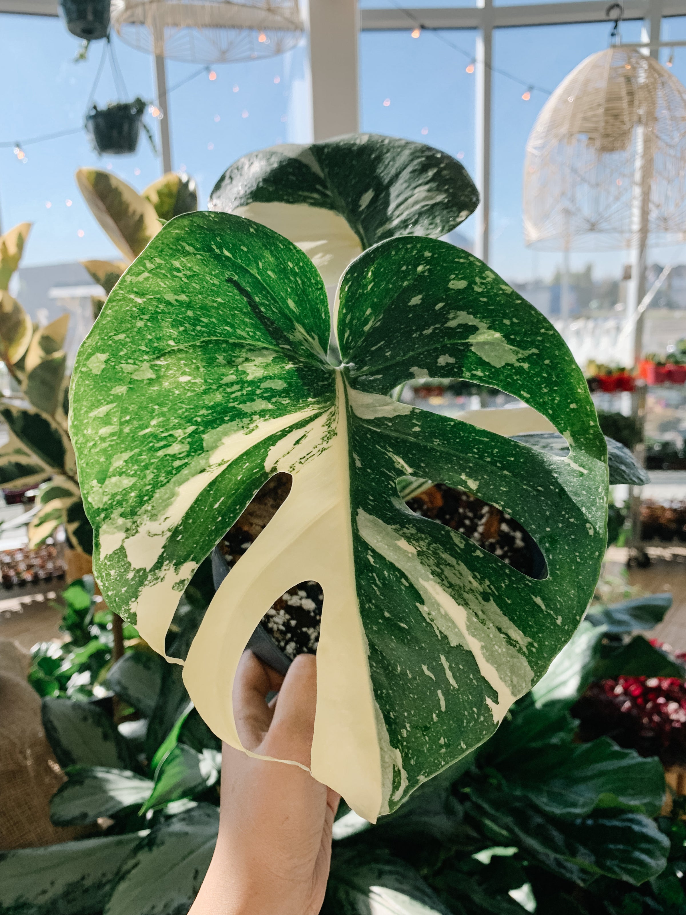 Monstera Deliciosa Thai Constellation