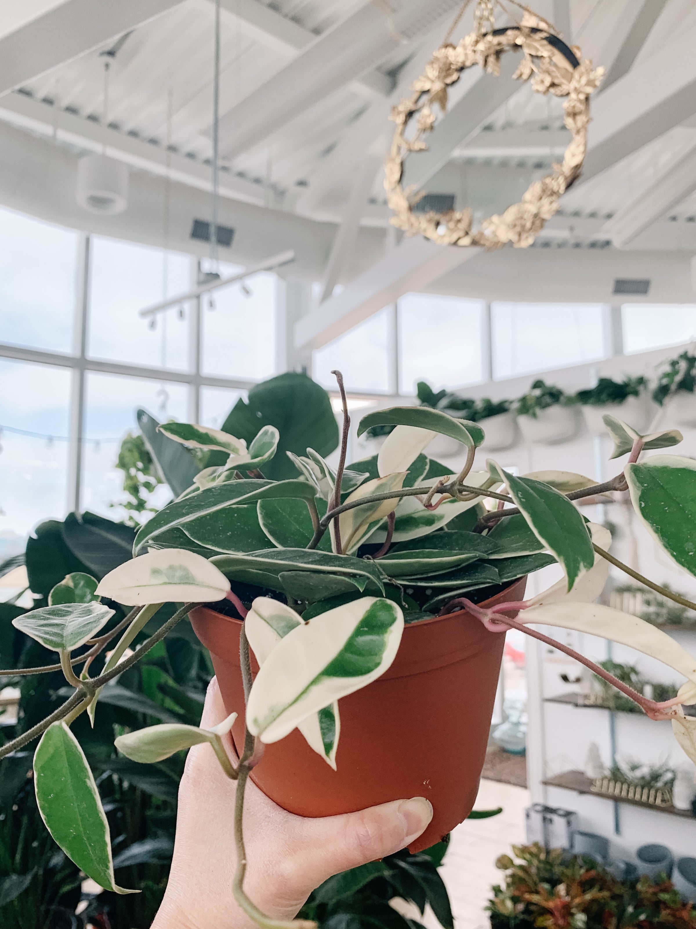 Hoya Carnosa Krimson Queen (Tricolor / Rubra) | Botaniful